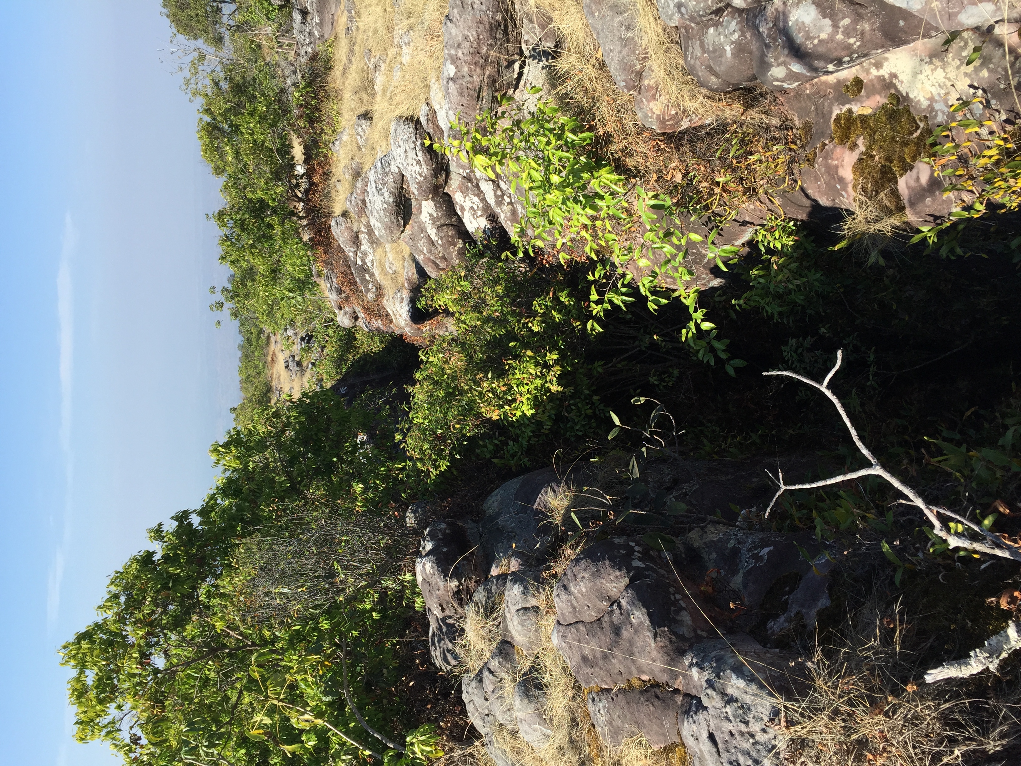 รูปถ่าย ไทย(Thailand) อุทยานแห่งชาติภูหินร่องกล้า(Phu Hin Rong Kla National Park) 2014-12 70