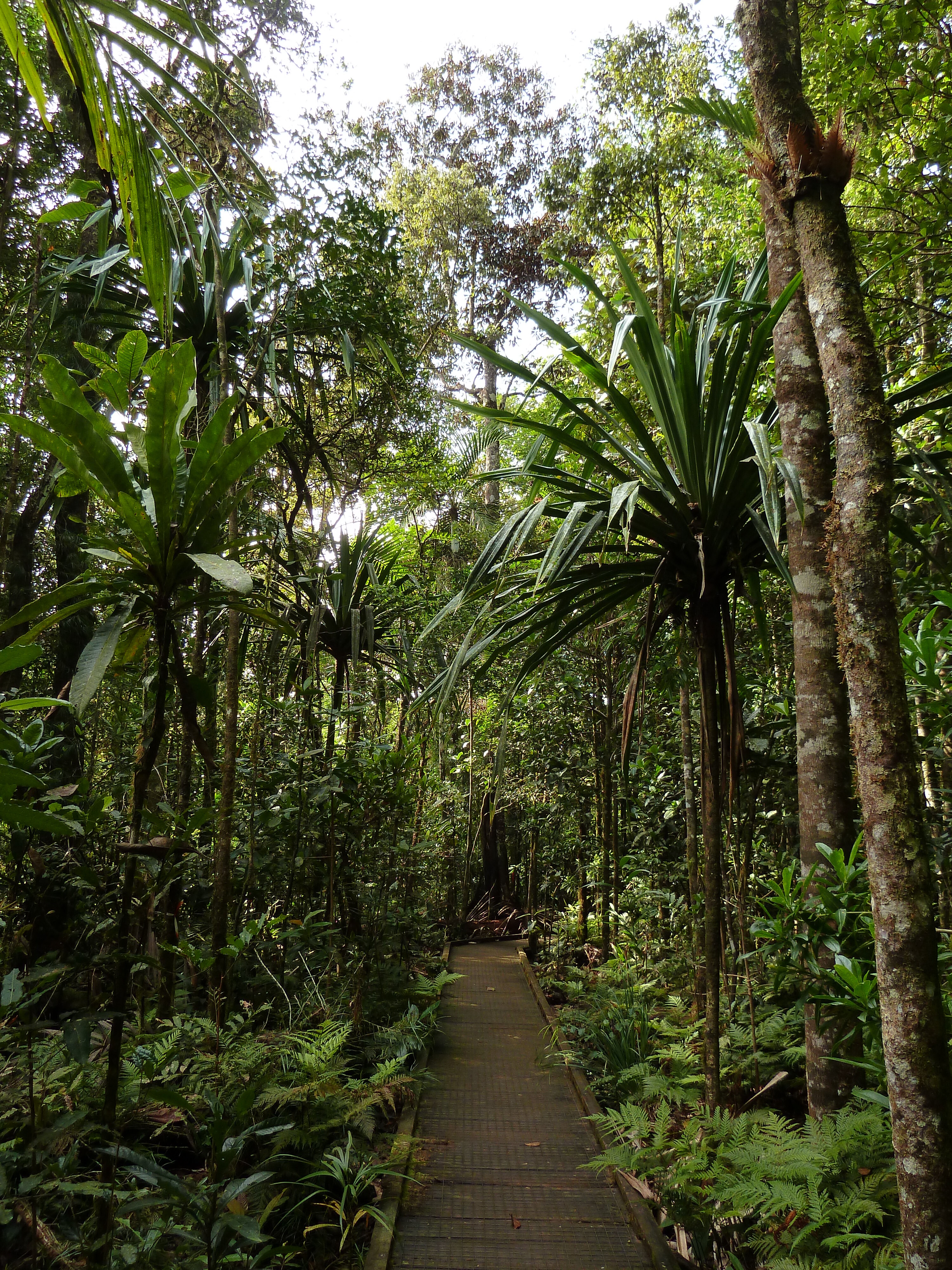 รูปถ่าย นิวแคลิโดเนีย(New Caledonia) อุทยานริเวียร์เบลอ(Parc de la Riviere Bleue) โรงแรมเลอกร็องกาโอรี(Le Grand Kaori) 2010-05 8