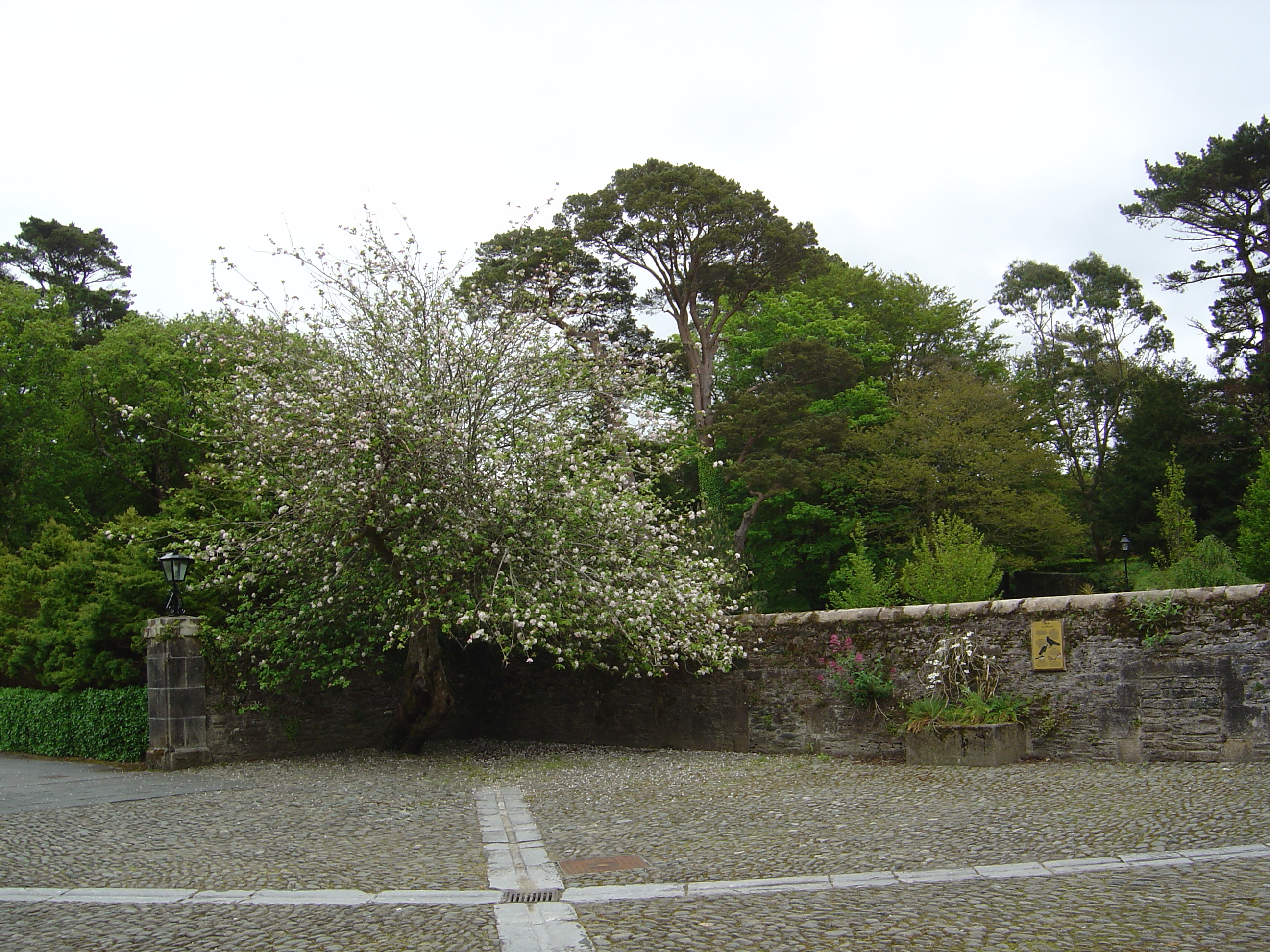 รูปถ่าย ไอร์แลนด์(Ireland) เคอร์รี่(Kerry) สวนสาธารณะคิลลาร์นีย์เนชั่นเนล(Killarney National Park) บ้านมัครอส(Muckross House) 2004-05 43
