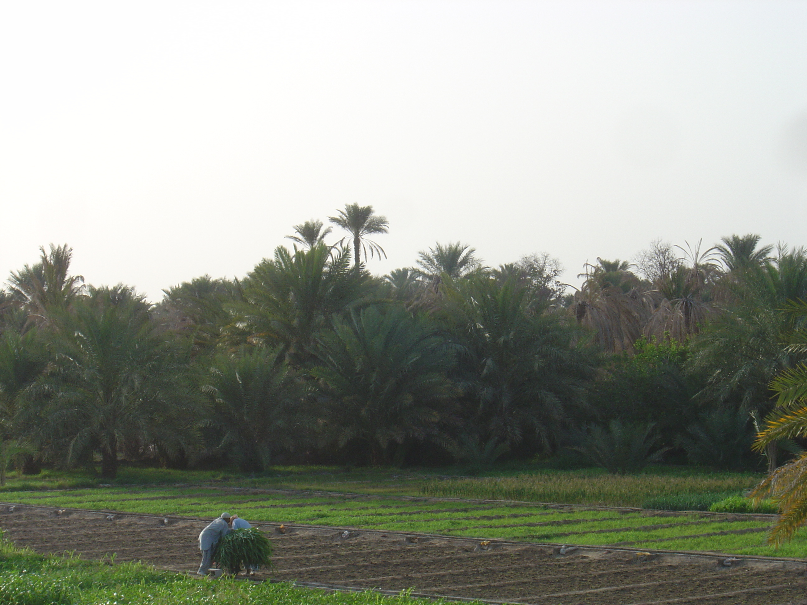 รูปถ่าย โอมาน(Oman) มาฮาดา(Mahada) 2005-03 1