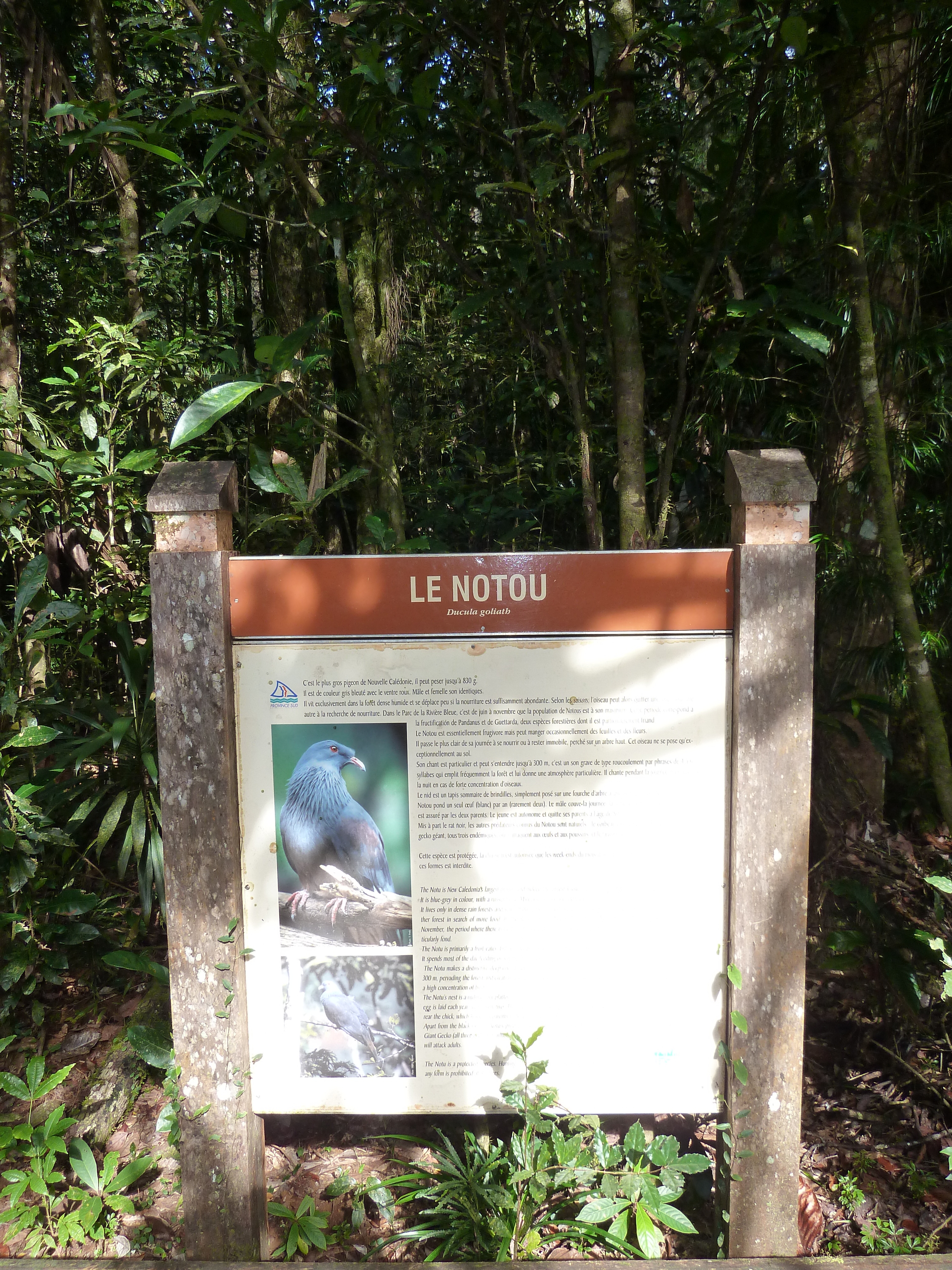 รูปถ่าย นิวแคลิโดเนีย(New Caledonia) อุทยานริเวียร์เบลอ(Parc de la Riviere Bleue) โรงแรมเลอกร็องกาโอรี(Le Grand Kaori) 2010-05 3
