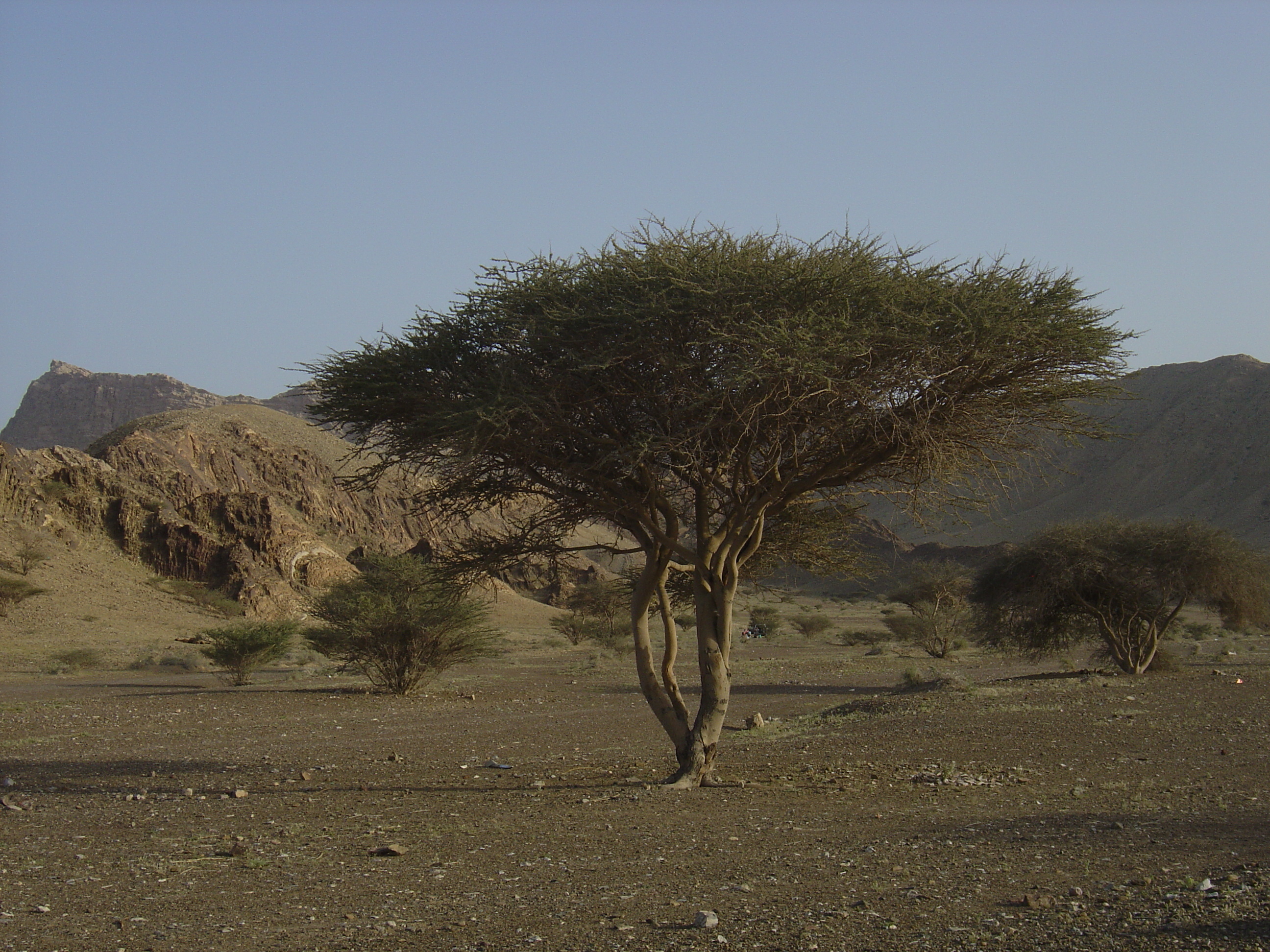 รูปถ่าย โอมาน(Oman) จากบูไมิไปถนนมาฮาดา(Buraimi to Mahada road) 2005-03 8