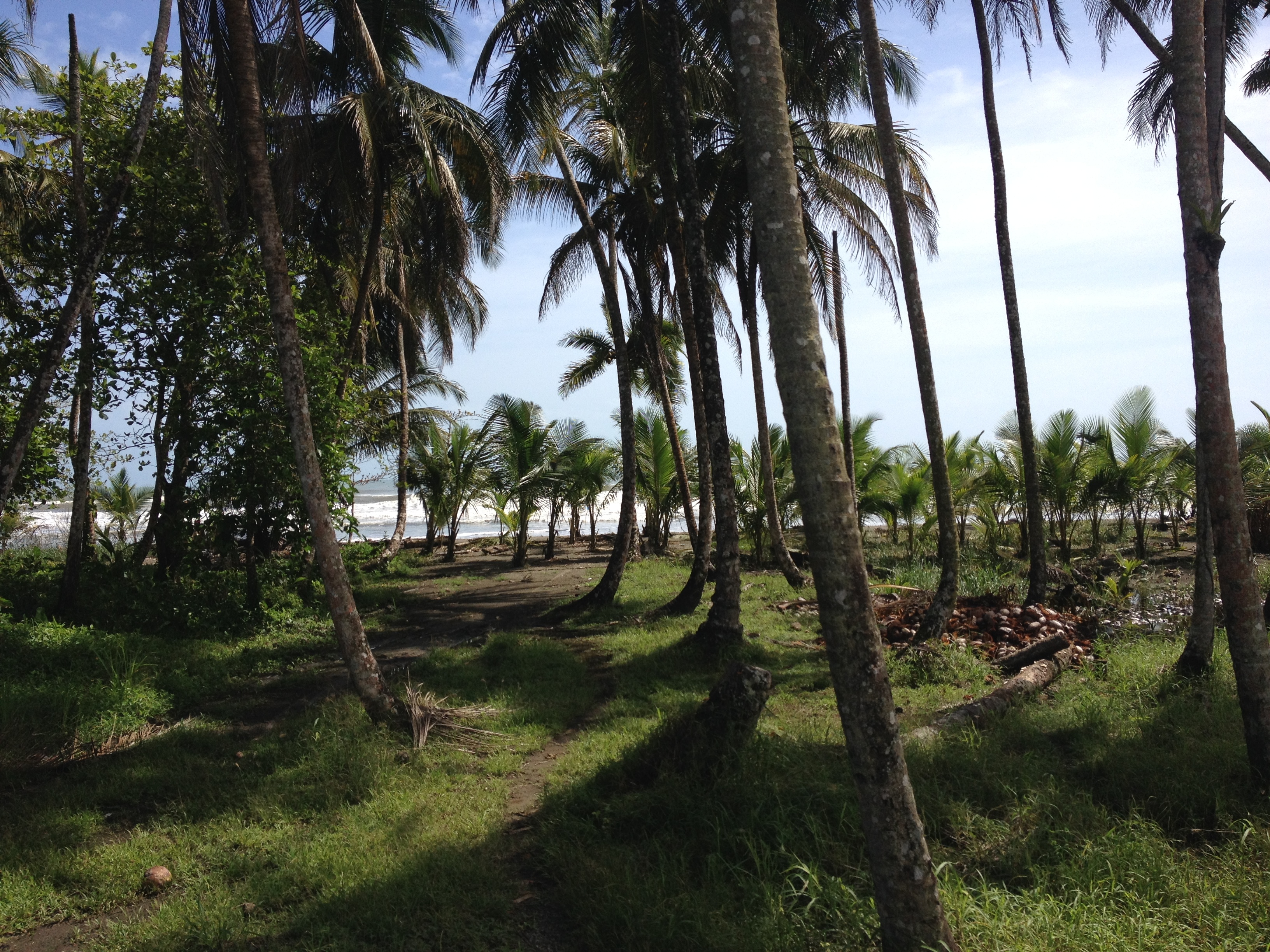 รูปถ่าย คอสตาริกา(Costa Rica) จากลีมอนไปซีกีร์เรส(Limon to Siquirres) 2015-03 43