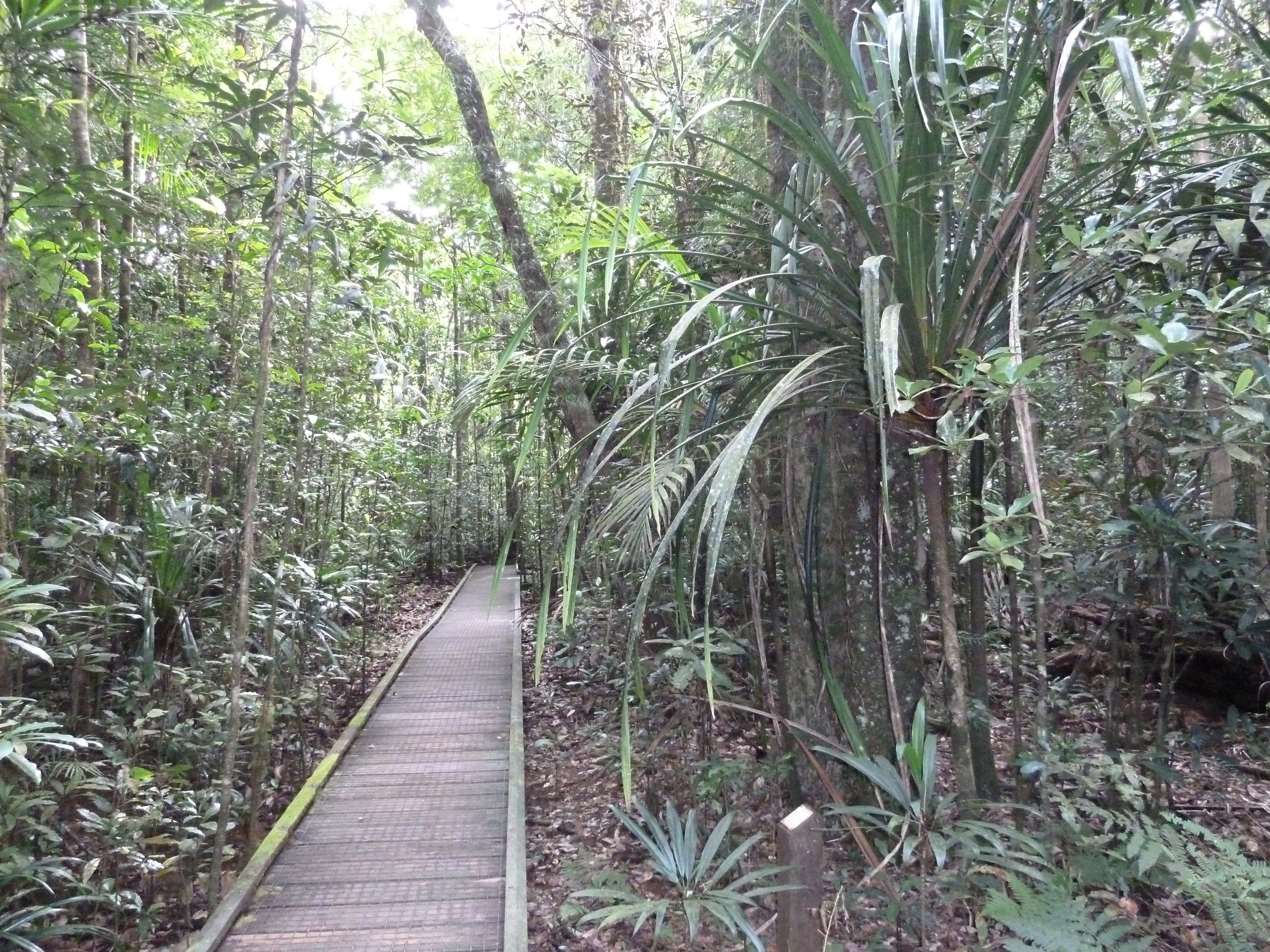 รูปถ่าย นิวแคลิโดเนีย(New Caledonia) อุทยานริเวียร์เบลอ(Parc de la Riviere Bleue) โรงแรมเลอกร็องกาโอรี(Le Grand Kaori) 2010-05 20