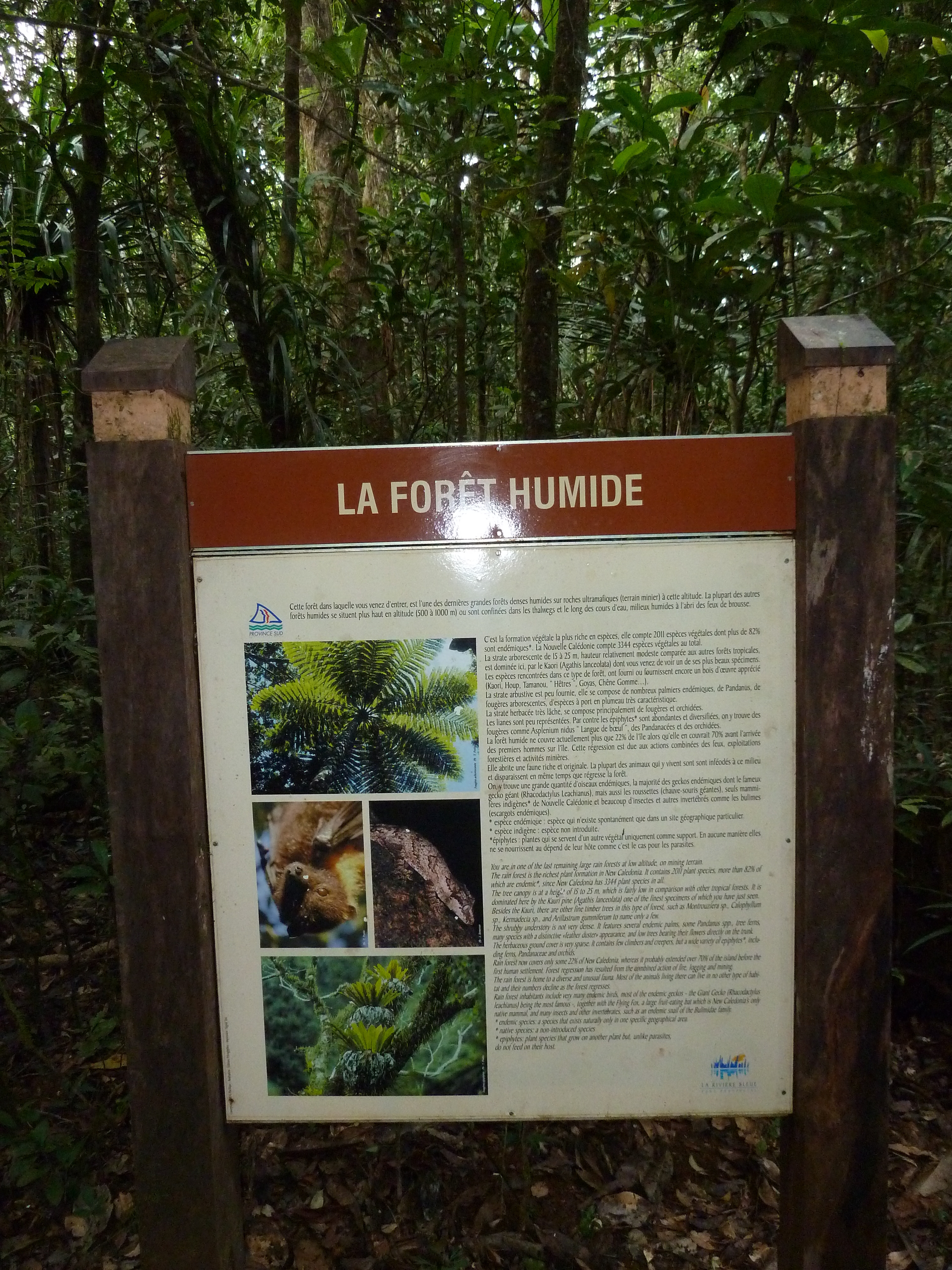 รูปถ่าย นิวแคลิโดเนีย(New Caledonia) อุทยานริเวียร์เบลอ(Parc de la Riviere Bleue) โรงแรมเลอกร็องกาโอรี(Le Grand Kaori) 2010-05 10