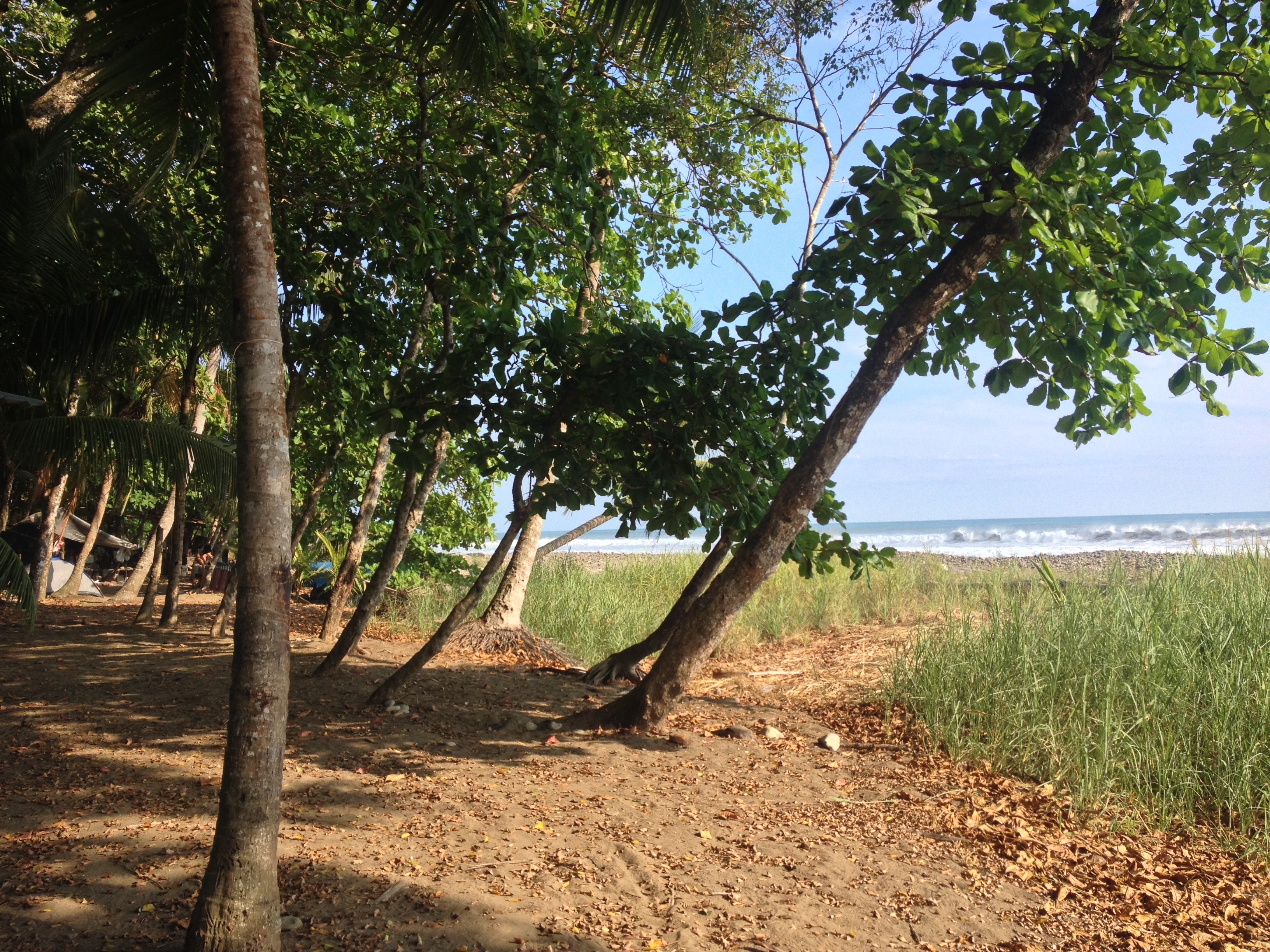 รูปถ่าย คอสตาริกา(Costa Rica) โดมินิกัล(Dominical) 2015-03 114