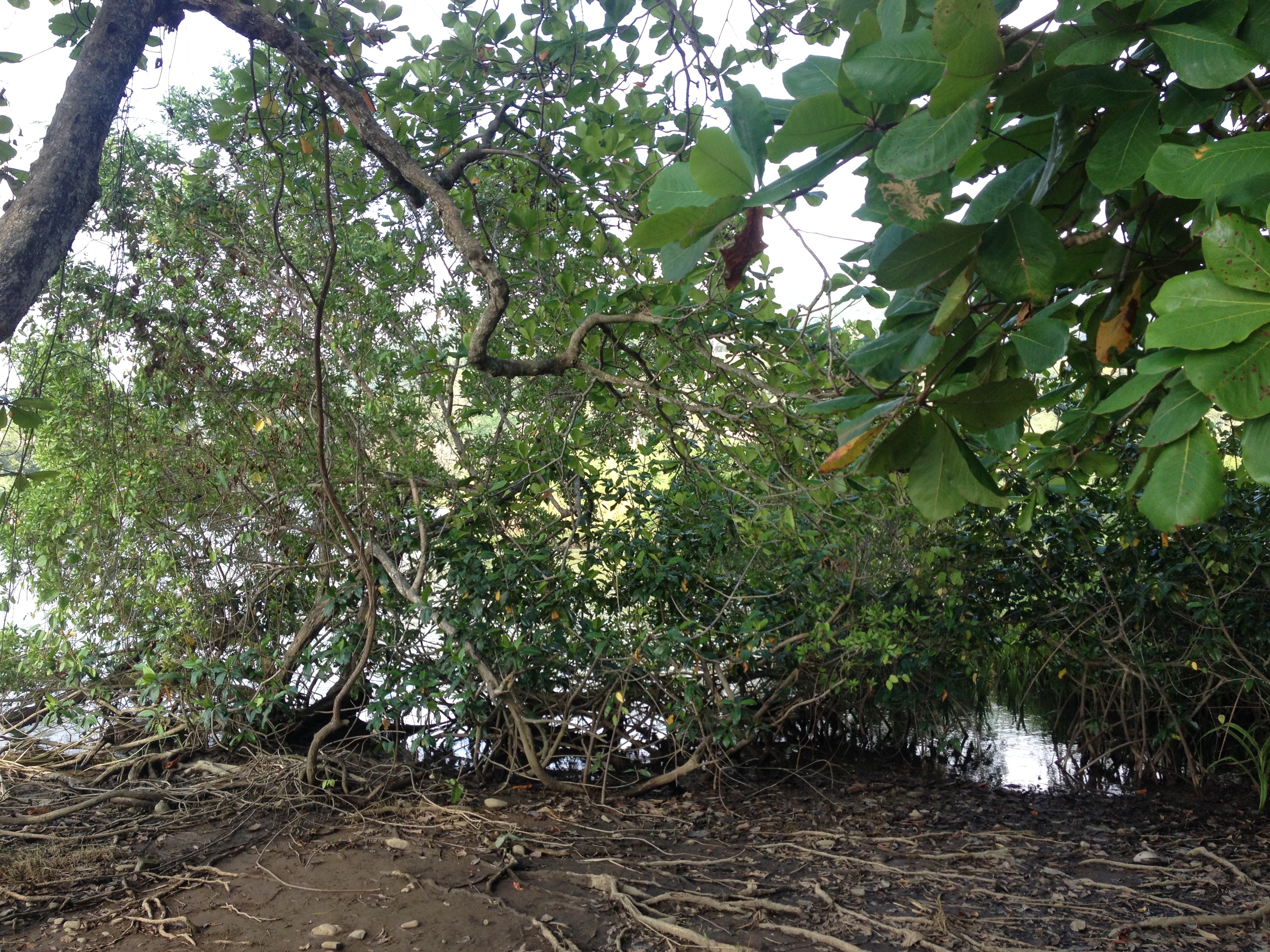 รูปถ่าย คอสตาริกา(Costa Rica) โดมินิกัล(Dominical) 2015-03 91