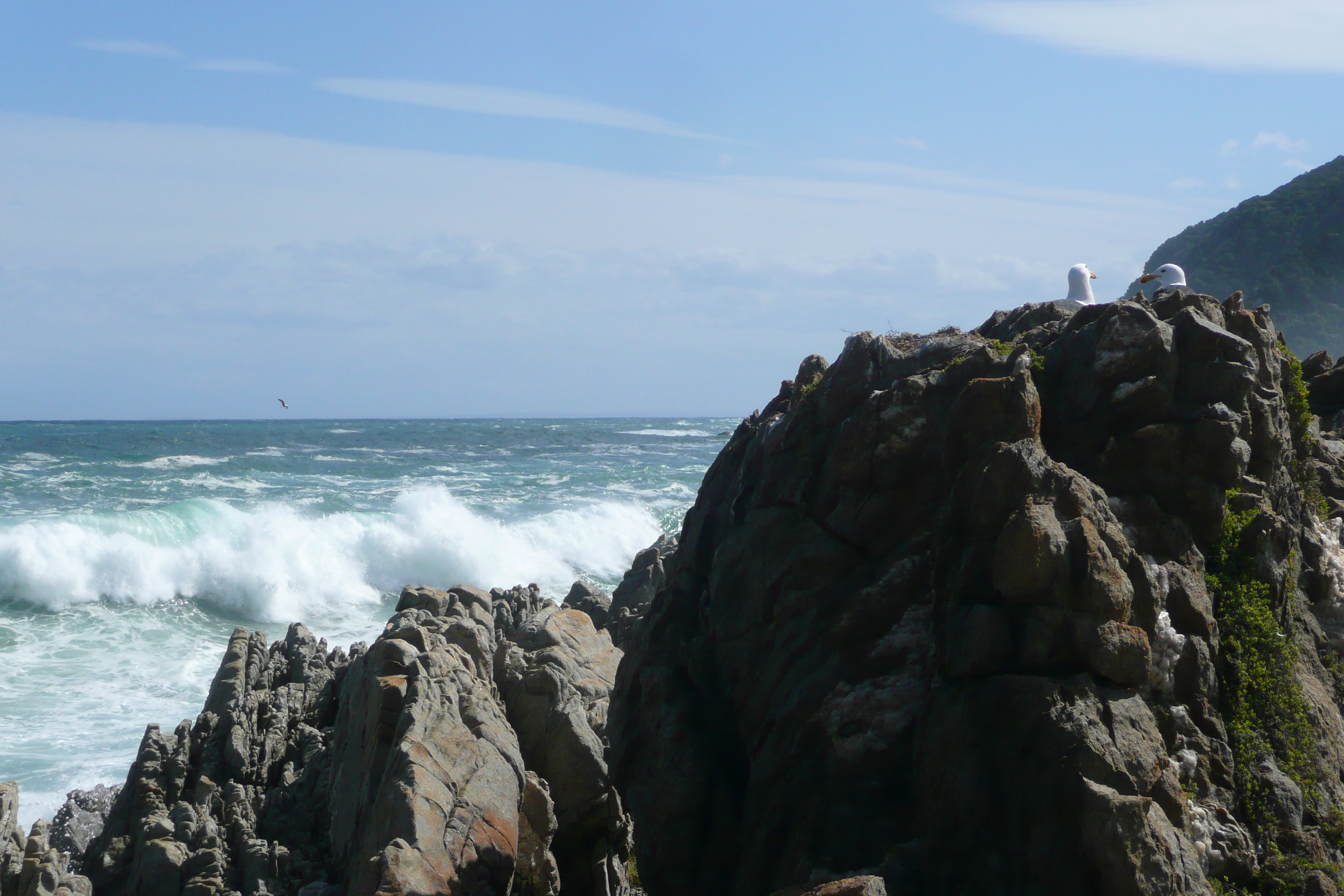 รูปถ่าย แอฟริกาใต้(South Africa) อุทยานแห่งชาติซิตซิคัมมา(Tsitsikamma National Park) 2008-09 253