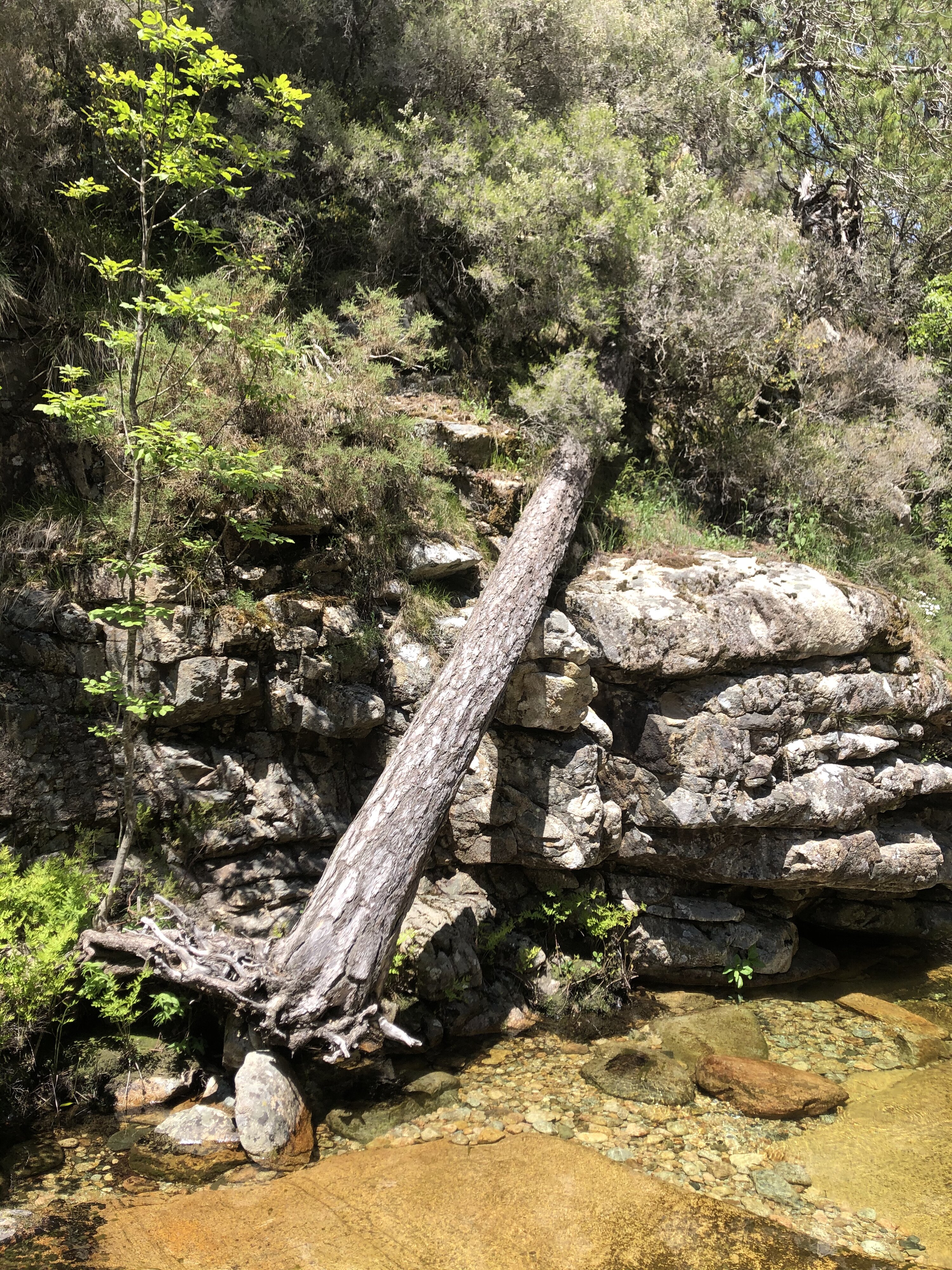 รูปถ่าย ฝรั่งเศส(France) คอร์สิคา(Corsica) ป่าไอโตเน(Aitone Forest) 2021-06 17