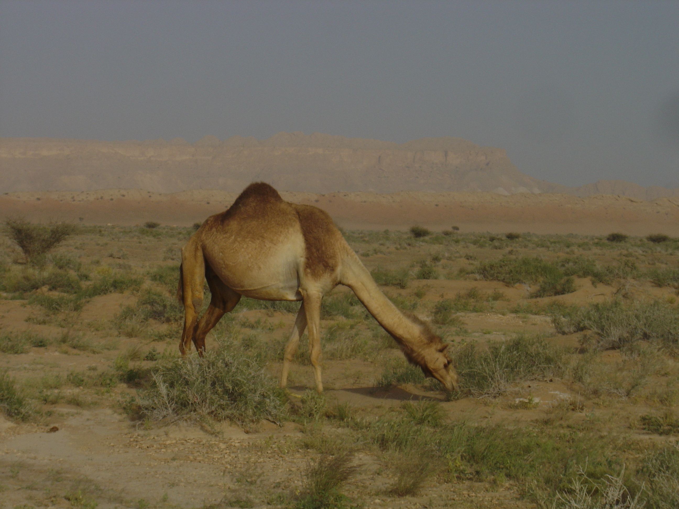รูปถ่าย โอมาน(Oman) จากบูไมิไปถนนมาฮาดา(Buraimi to Mahada road) 2005-03 28