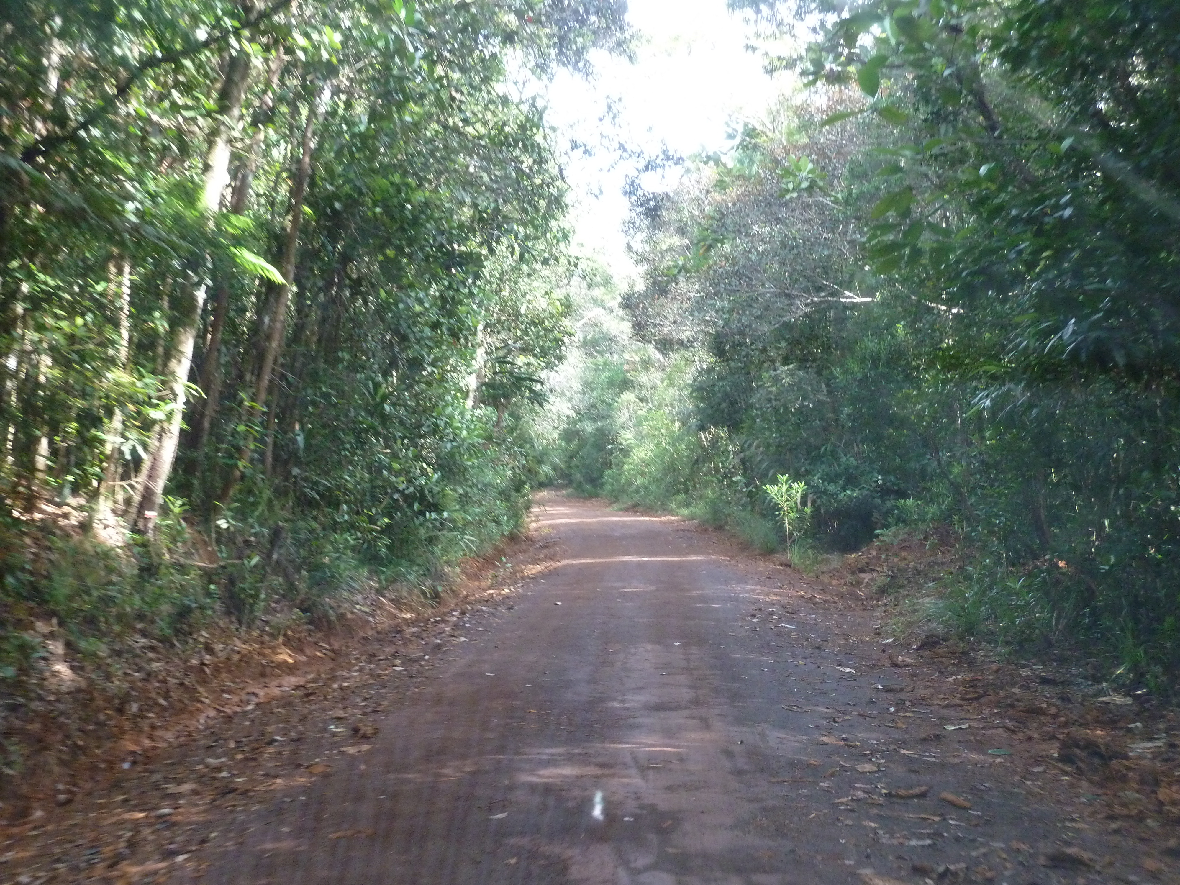 รูปถ่าย นิวแคลิโดเนีย(New Caledonia) อุทยานริเวียร์เบลอ(Parc de la Riviere Bleue) 2010-05 162