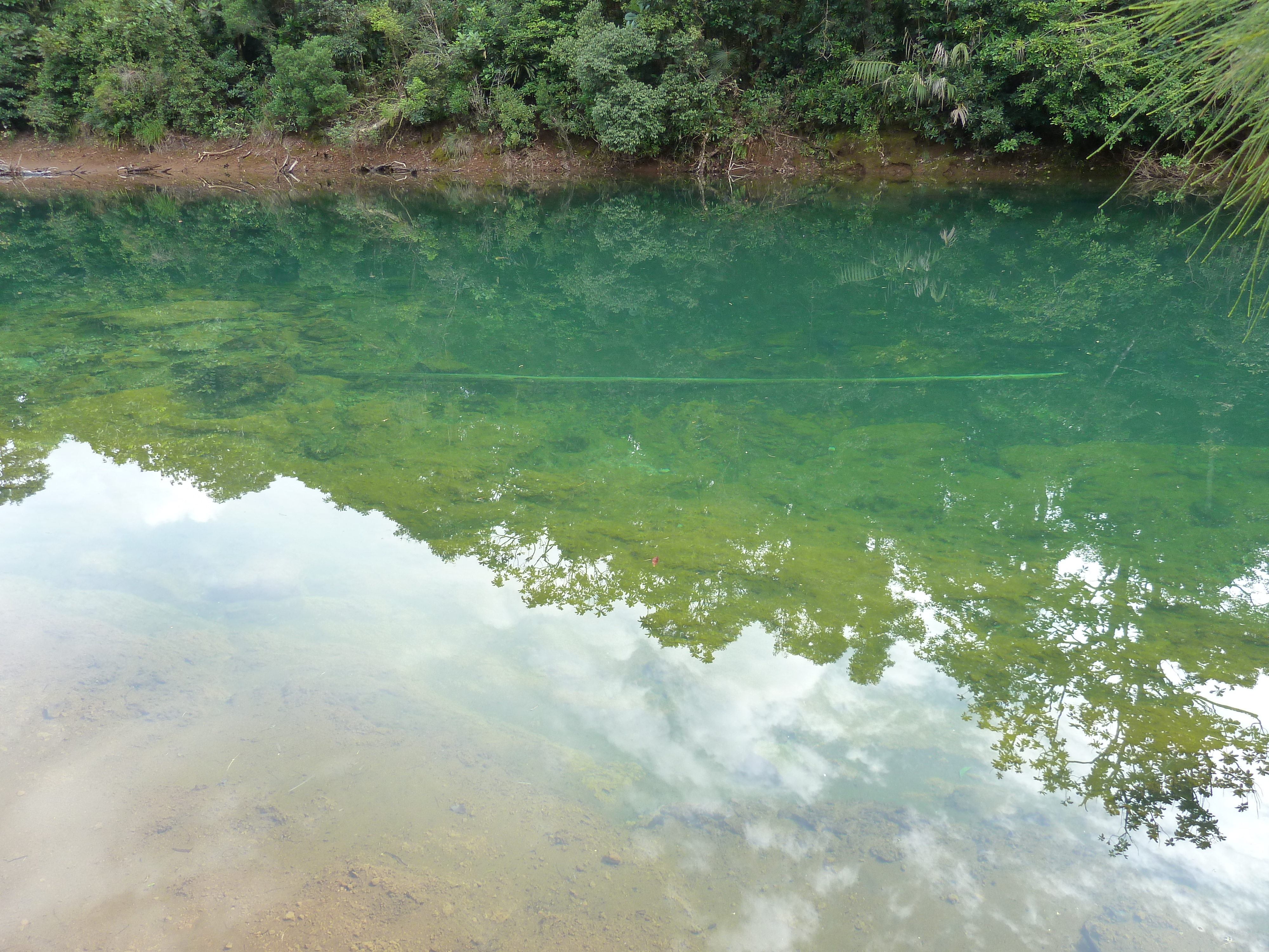 รูปถ่าย นิวแคลิโดเนีย(New Caledonia) อุทยานริเวียร์เบลอ(Parc de la Riviere Bleue) 2010-05 7