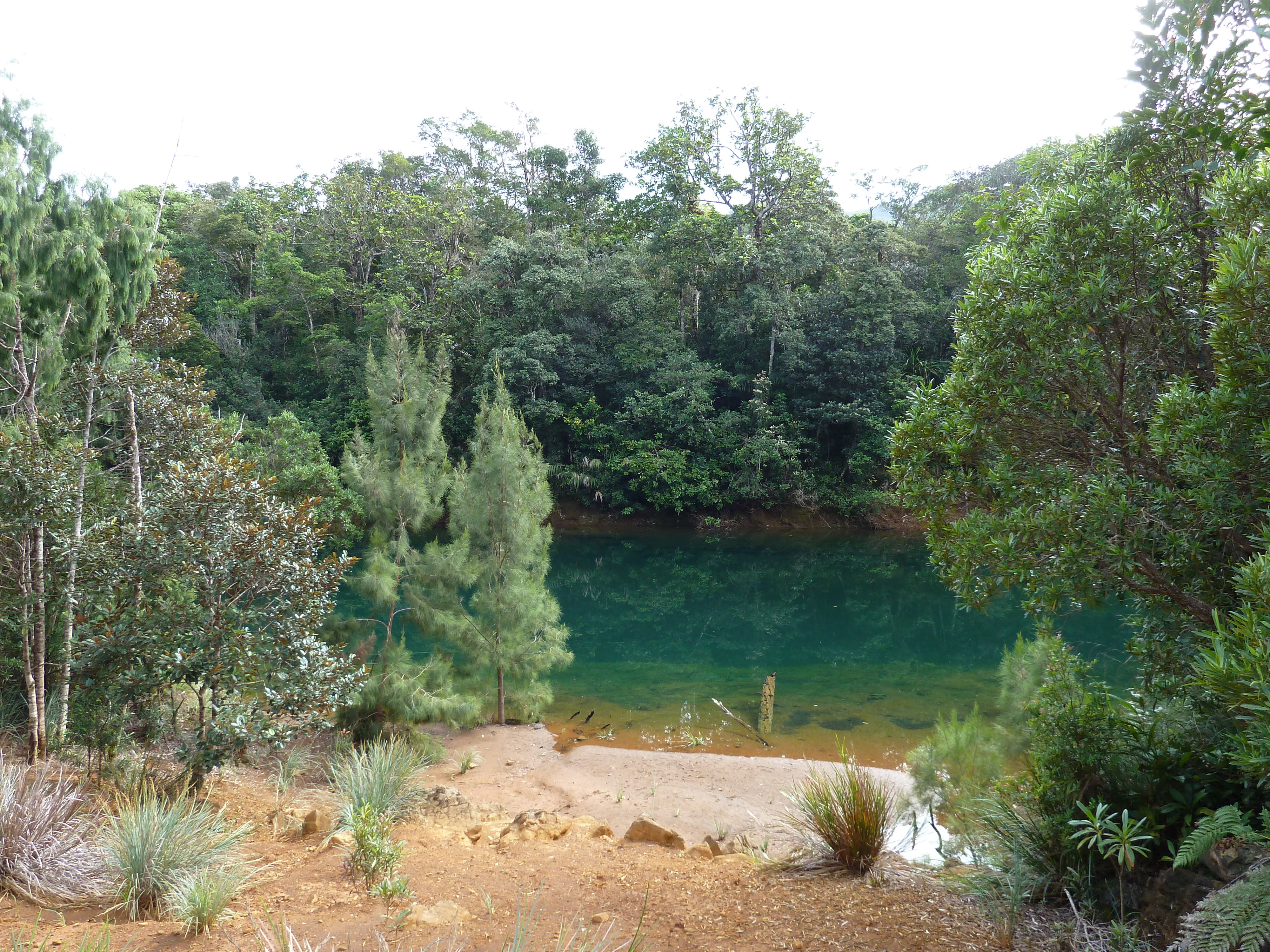 รูปถ่าย นิวแคลิโดเนีย(New Caledonia) อุทยานริเวียร์เบลอ(Parc de la Riviere Bleue) 2010-05 154