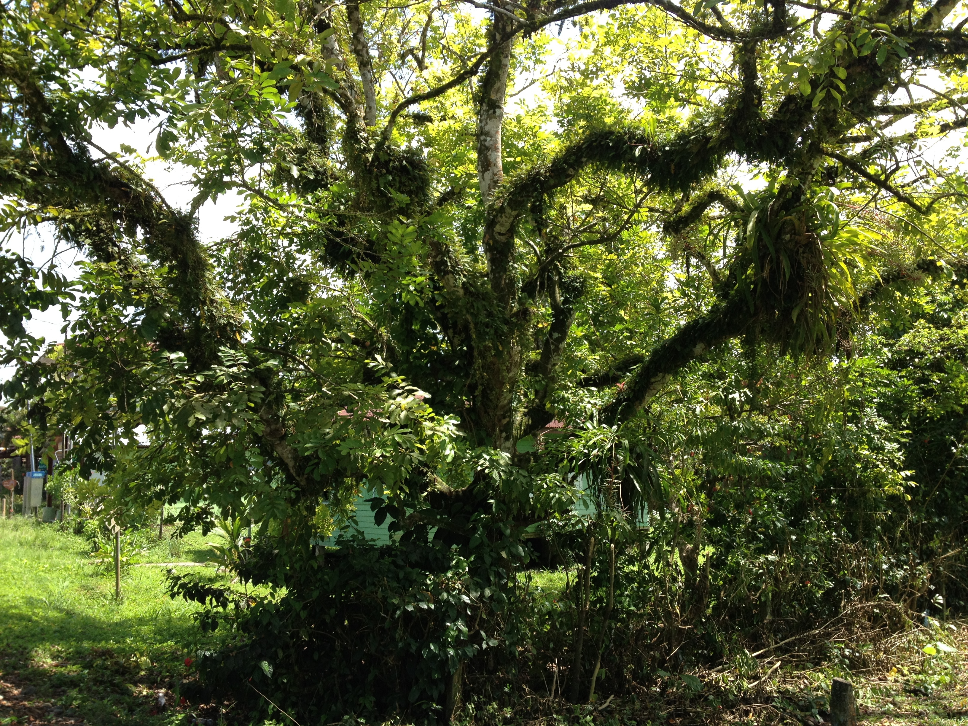 รูปถ่าย คอสตาริกา(Costa Rica) 2015-03 68
