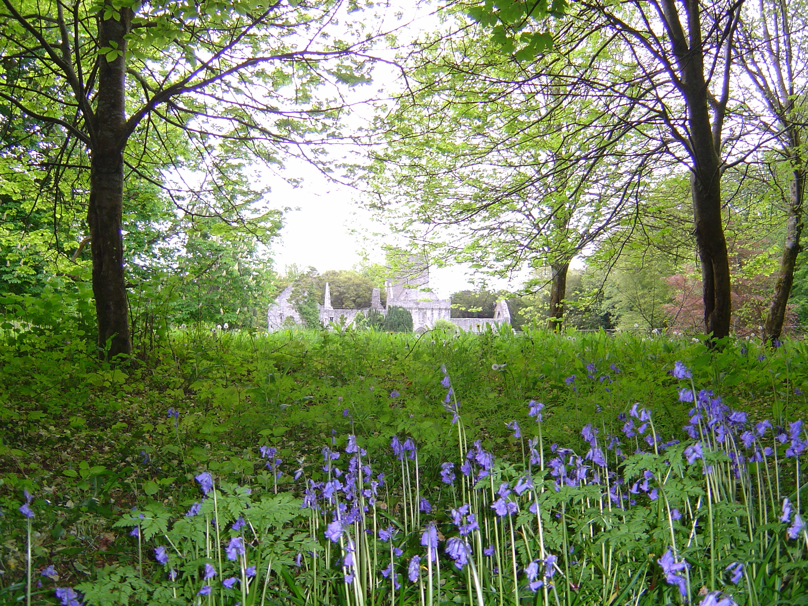 รูปถ่าย ไอร์แลนด์(Ireland) เคอร์รี่(Kerry) สวนสาธารณะคิลลาร์นีย์เนชั่นเนล(Killarney National Park) ทะเลสาบมัครอส(Muckross Lake) 2004-05 8
