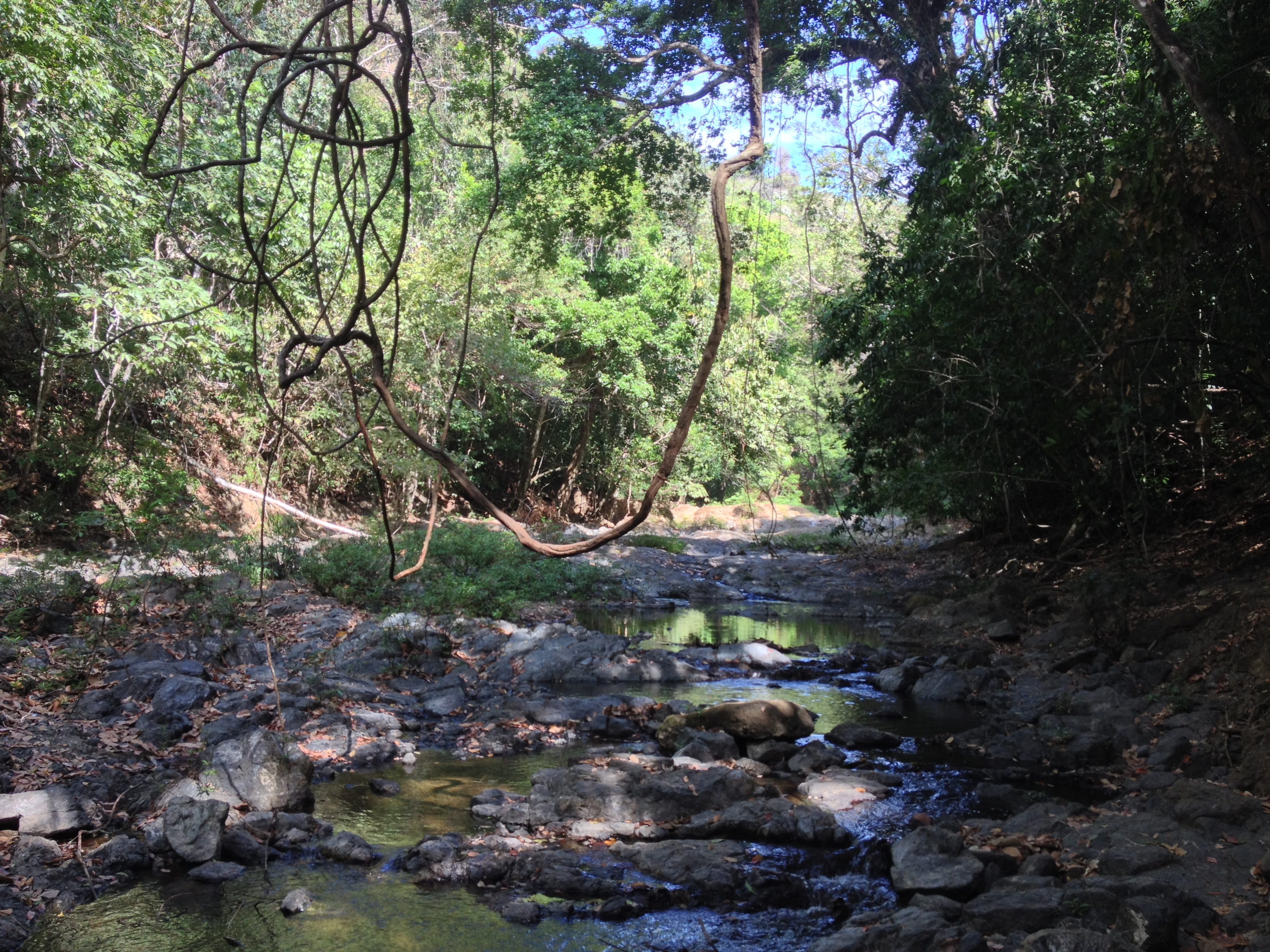 รูปถ่าย คอสตาริกา(Costa Rica) มอนเตซูมา(Montezuma) 2015-03 194