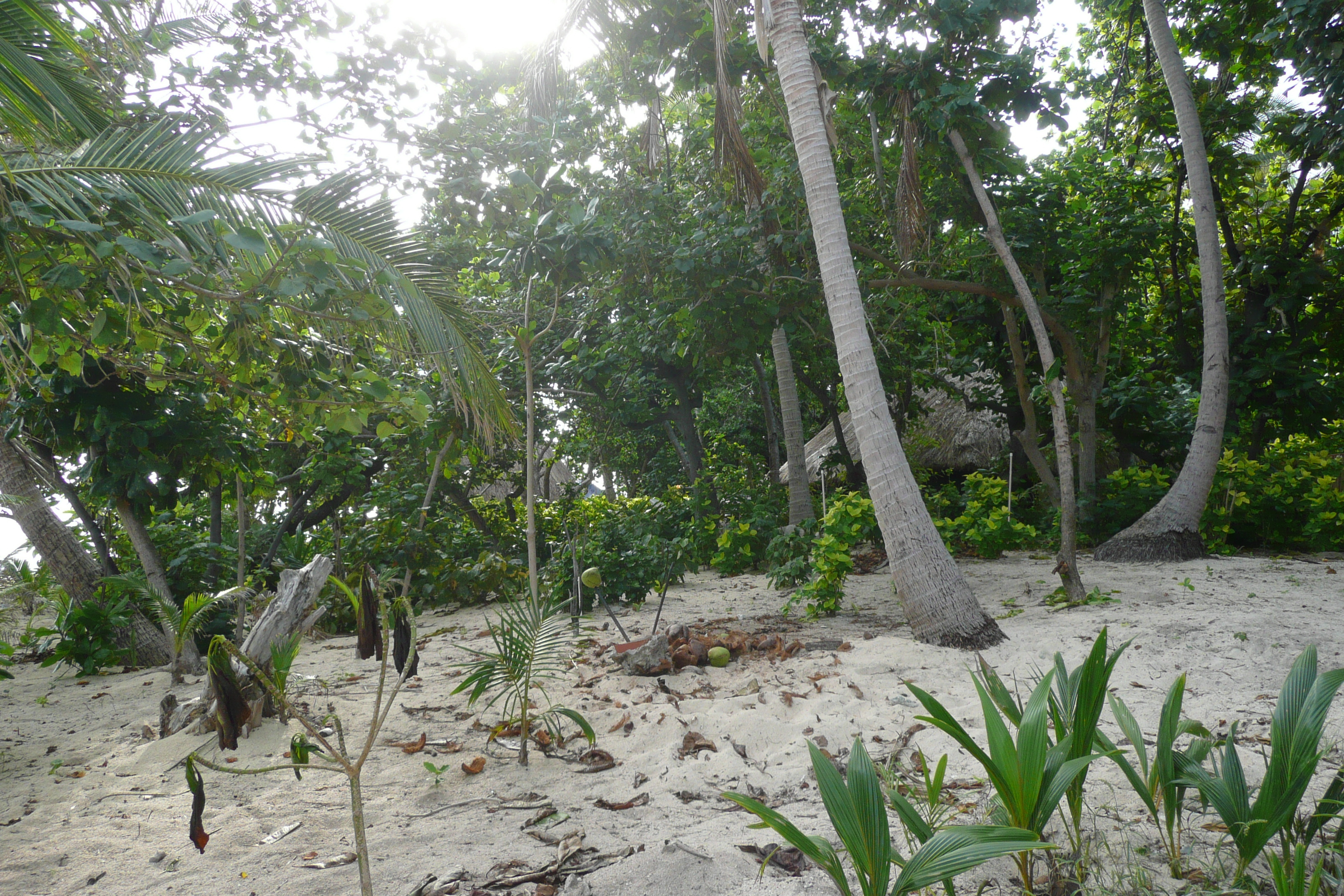 รูปถ่าย ฟิจิ(Fiji) เกาะบีชโคมเบอร์(Beachcomber Island) 2010-05 24