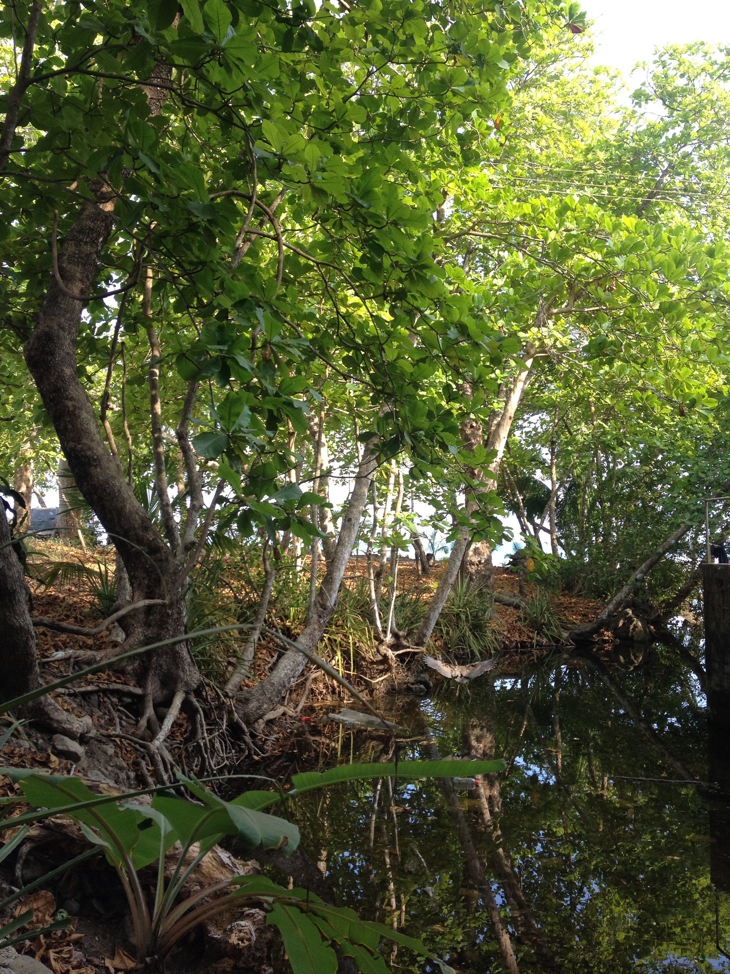 รูปถ่าย คอสตาริกา(Costa Rica) มอนเตซูมา(Montezuma) 2015-03 237