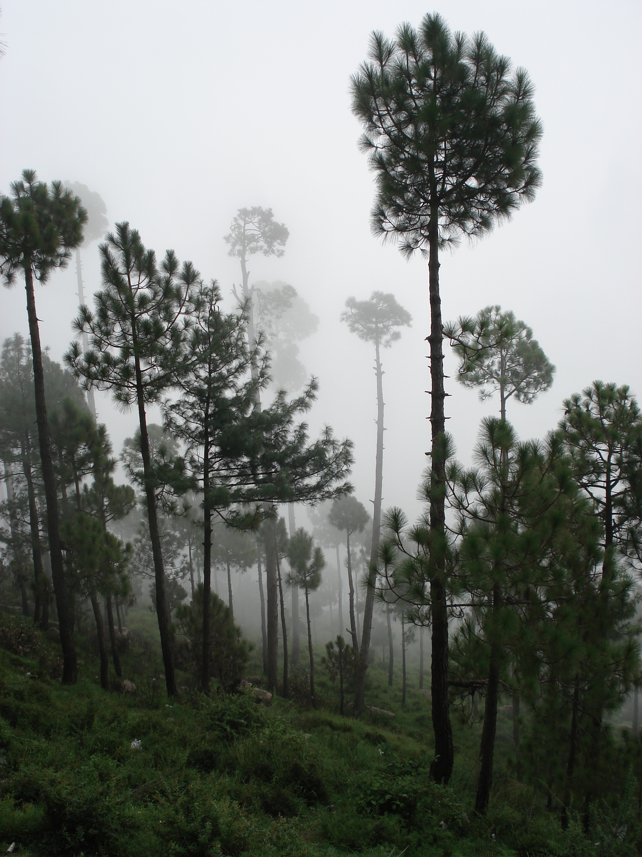 รูปถ่าย ปากีสถาน(Pakistan) มืร์รี(Murree) 2006-08 39