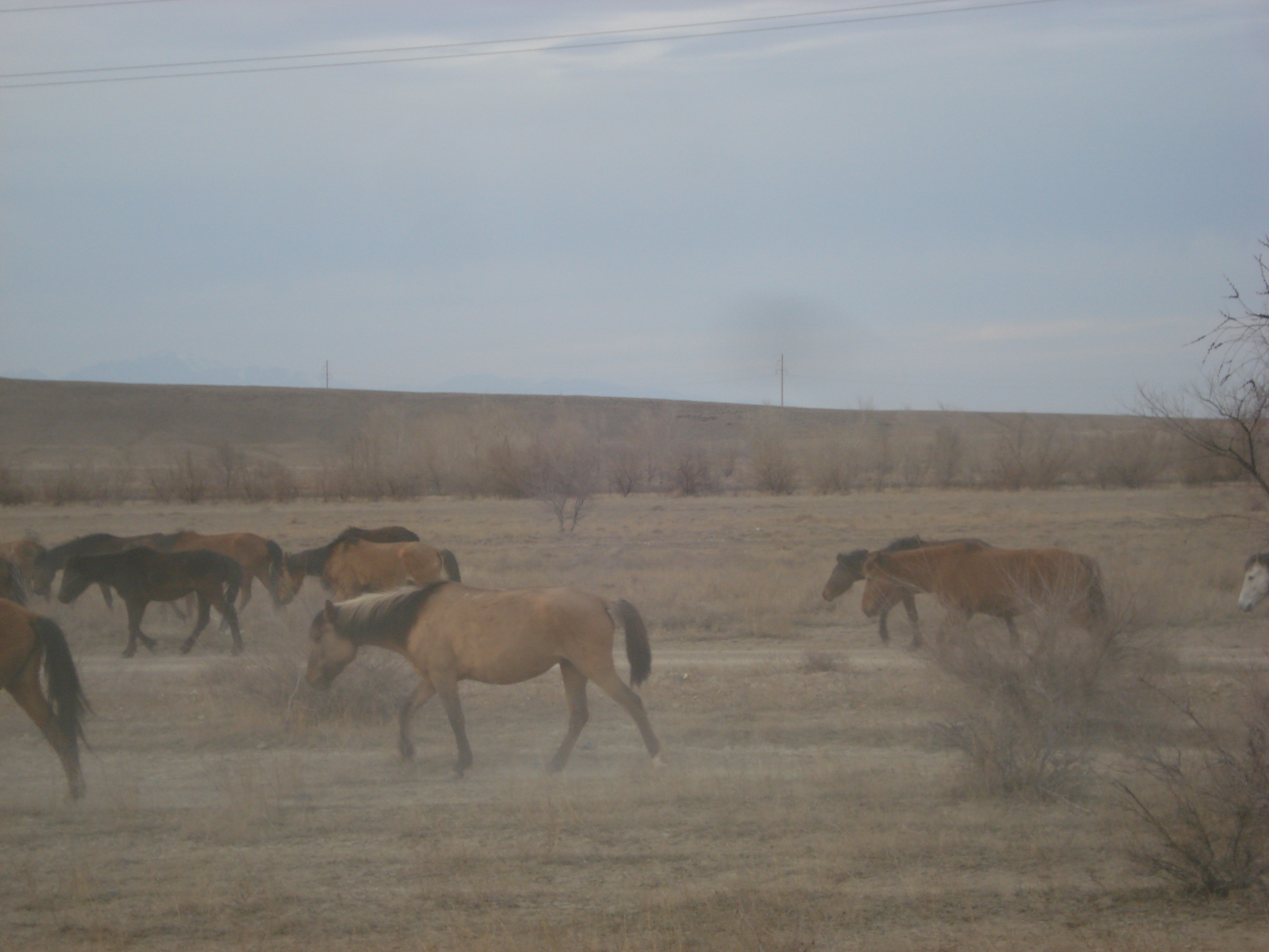 รูปถ่าย คาซัคสถาน(Kazakhstan) ถนนจากอัลมาตีไปหุบผาชารึน(Almaty to Charyn Canyon road) 2007-03 91