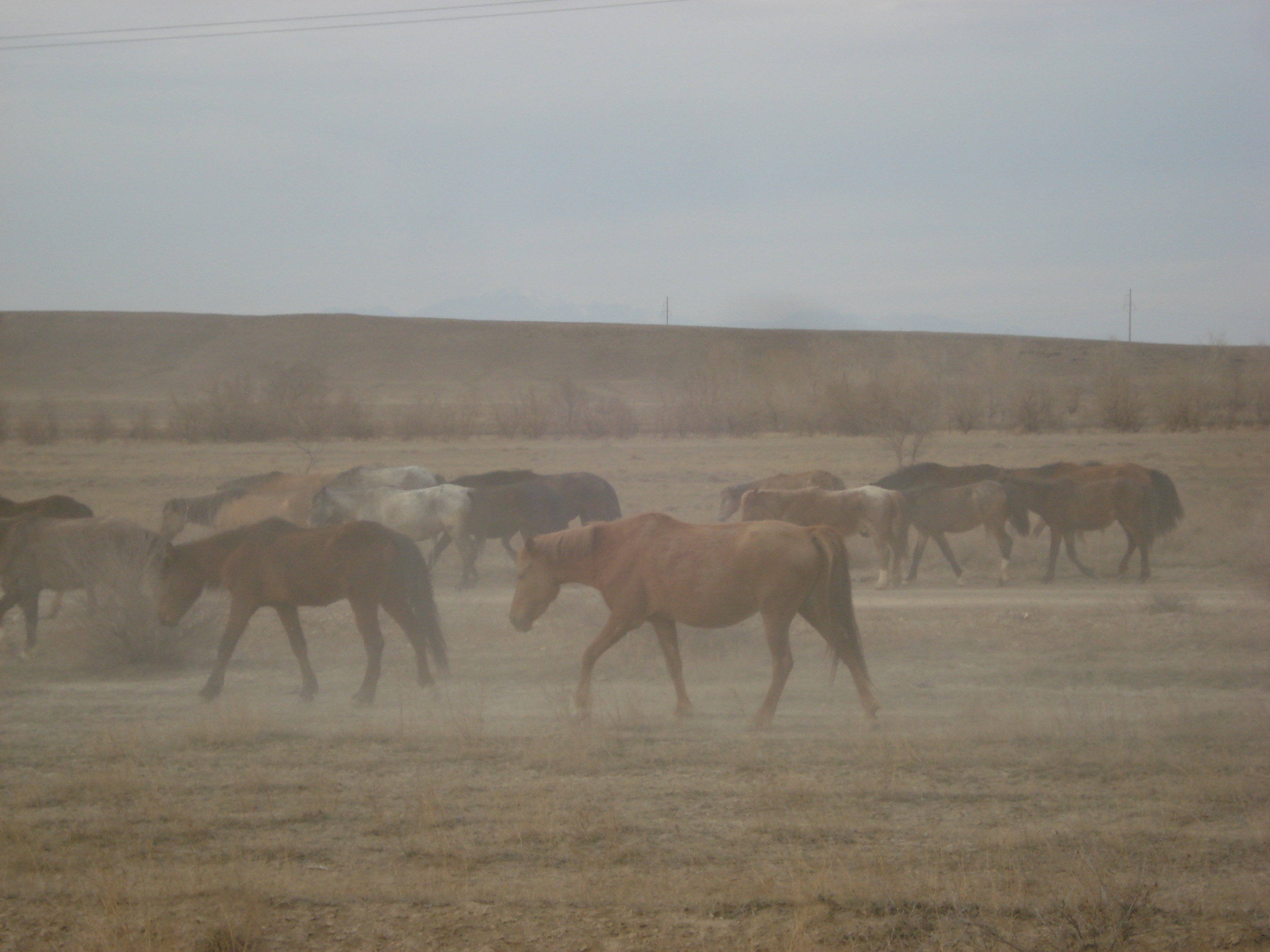 รูปถ่าย คาซัคสถาน(Kazakhstan) ถนนจากอัลมาตีไปหุบผาชารึน(Almaty to Charyn Canyon road) 2007-03 99
