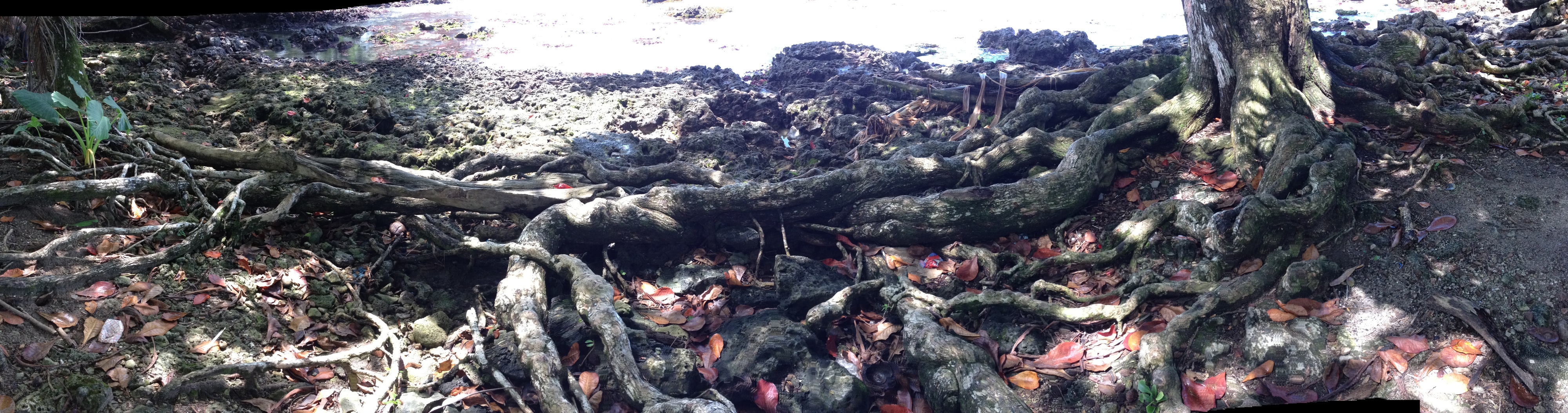 รูปถ่าย คอสตาริกา(Costa Rica) กาอุยตา(Cahuita) 2015-03 262