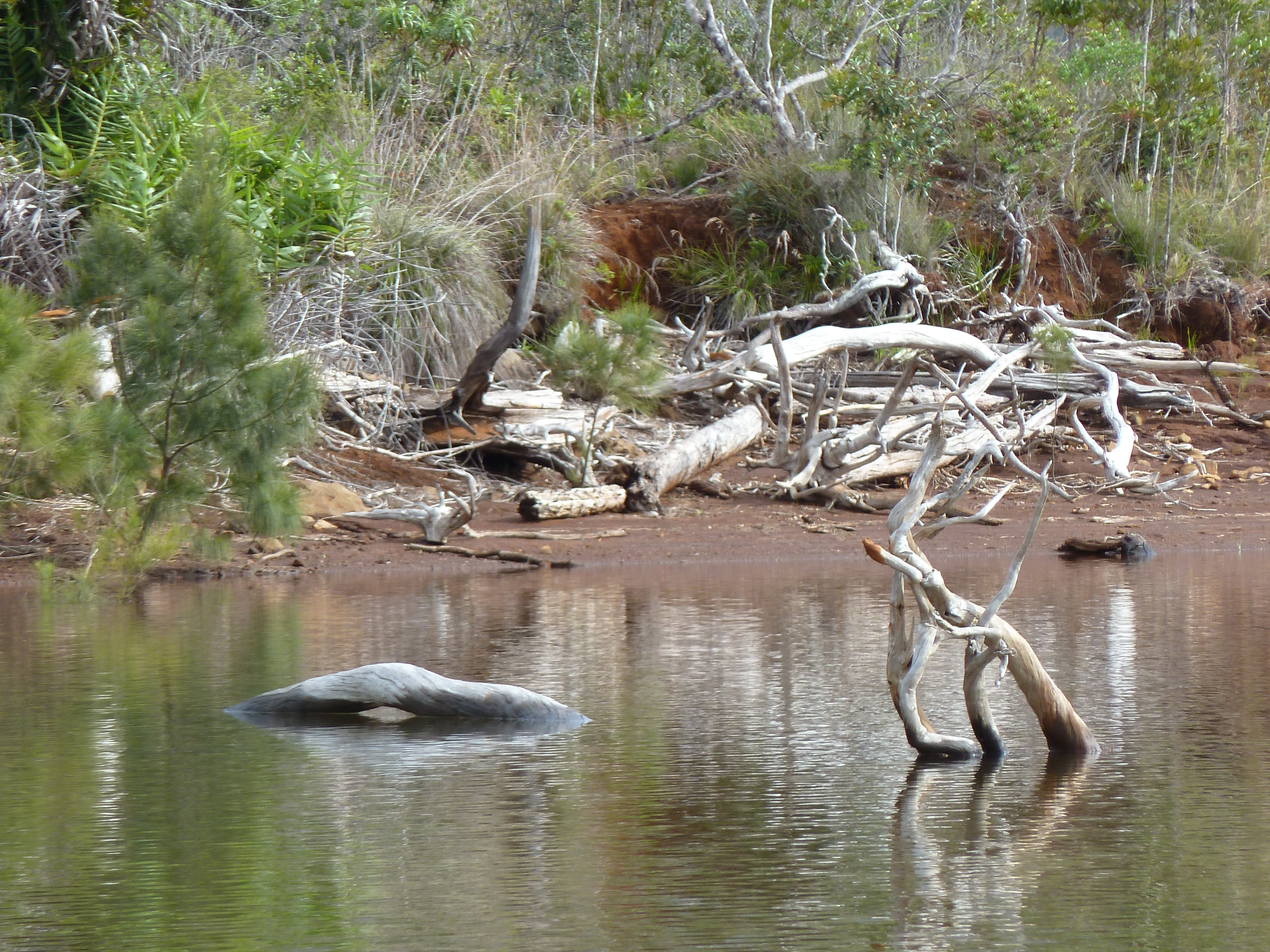 รูปถ่าย นิวแคลิโดเนีย(New Caledonia) อุทยานริเวียร์เบลอ(Parc de la Riviere Bleue) 2010-05 19