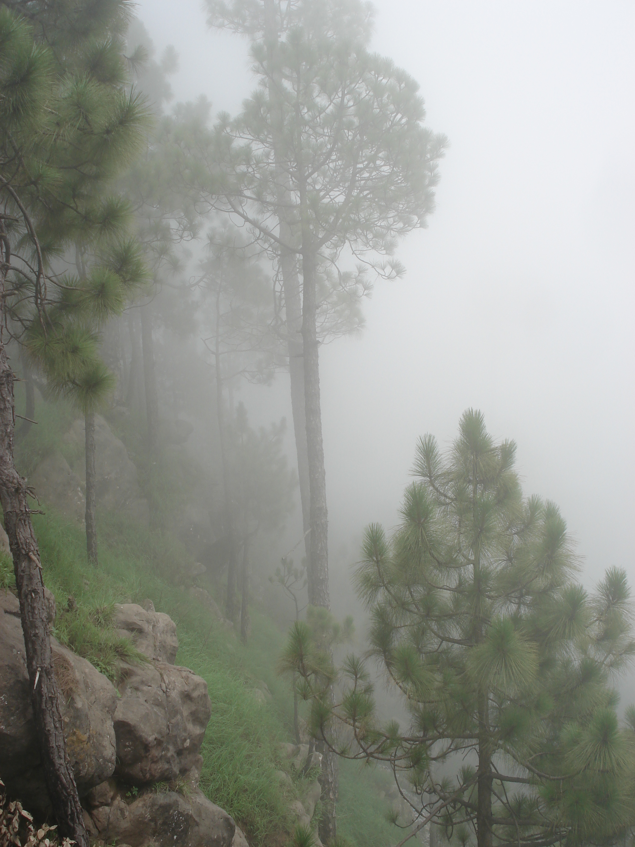 รูปถ่าย ปากีสถาน(Pakistan) มืร์รี(Murree) 2006-08 29