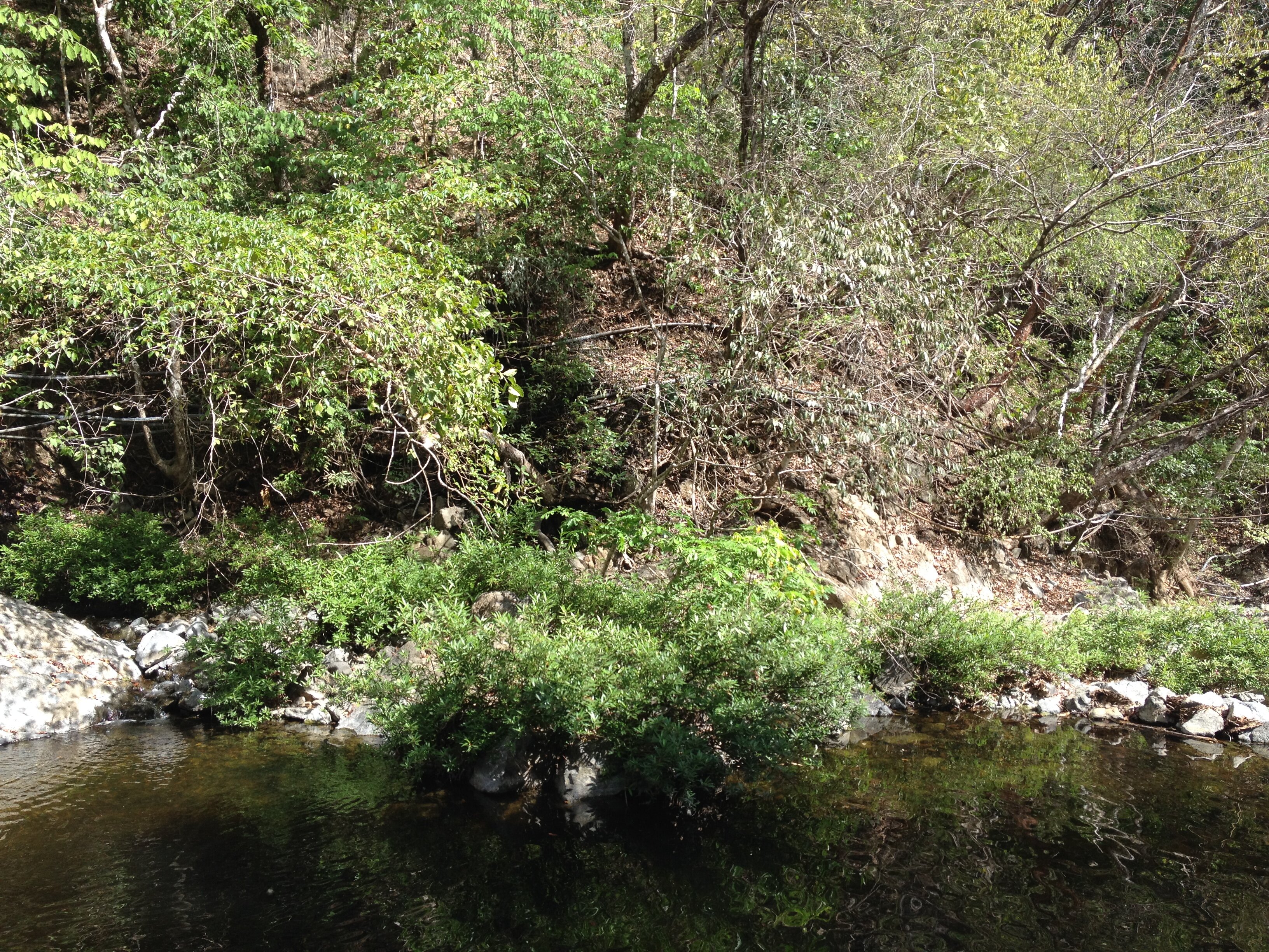 รูปถ่าย คอสตาริกา(Costa Rica) มอนเตซูมา(Montezuma) 2015-03 364