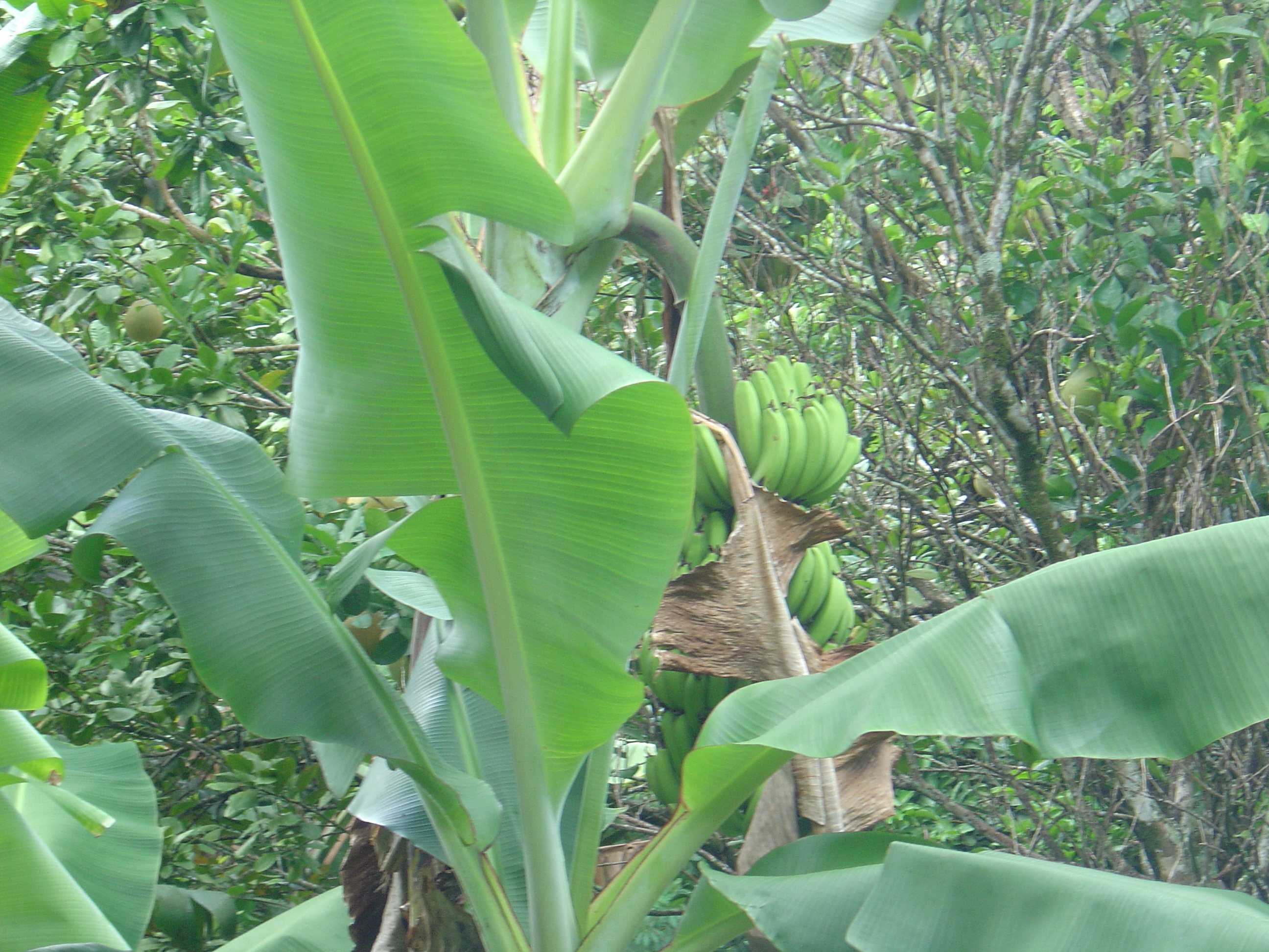 รูปถ่าย เฟรนช์โพลี่นีเซีย(Polynesia) หมู่เกาะมาร์เคซัส(Marquises) 2006-04 163