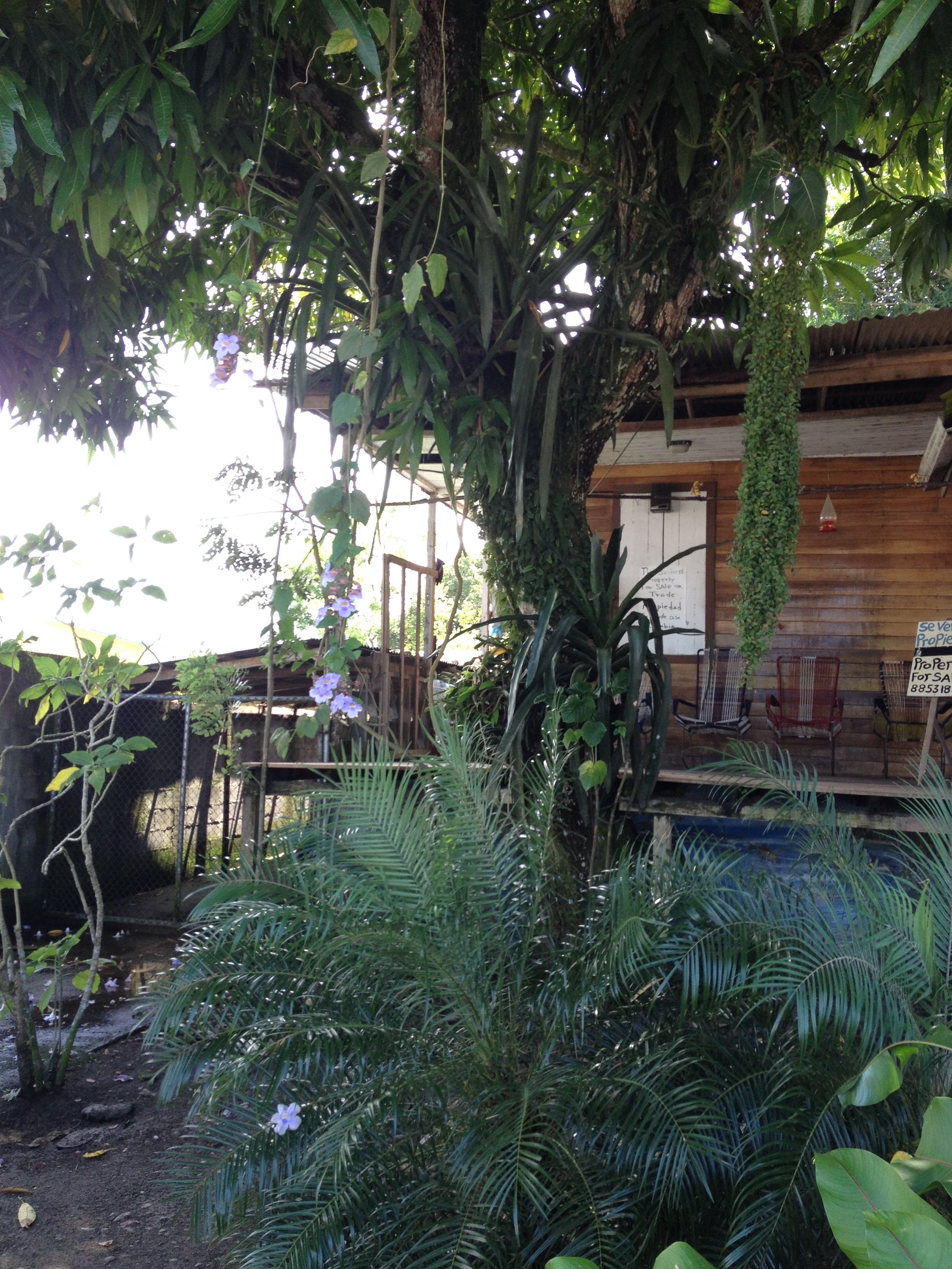รูปถ่าย คอสตาริกา(Costa Rica) กาอุยตา(Cahuita) 2015-03 138