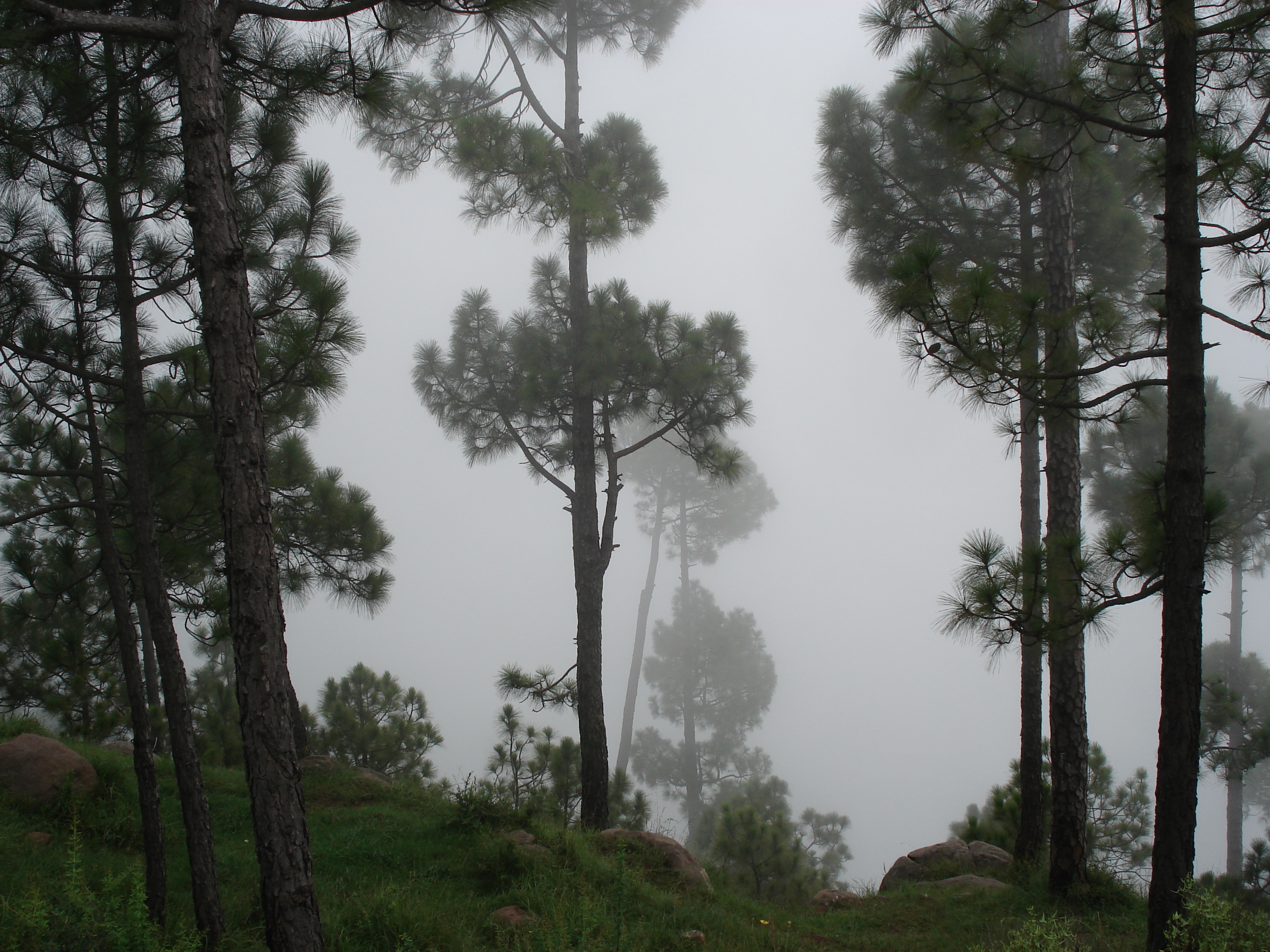รูปถ่าย ปากีสถาน(Pakistan) มืร์รี(Murree) 2006-08 5
