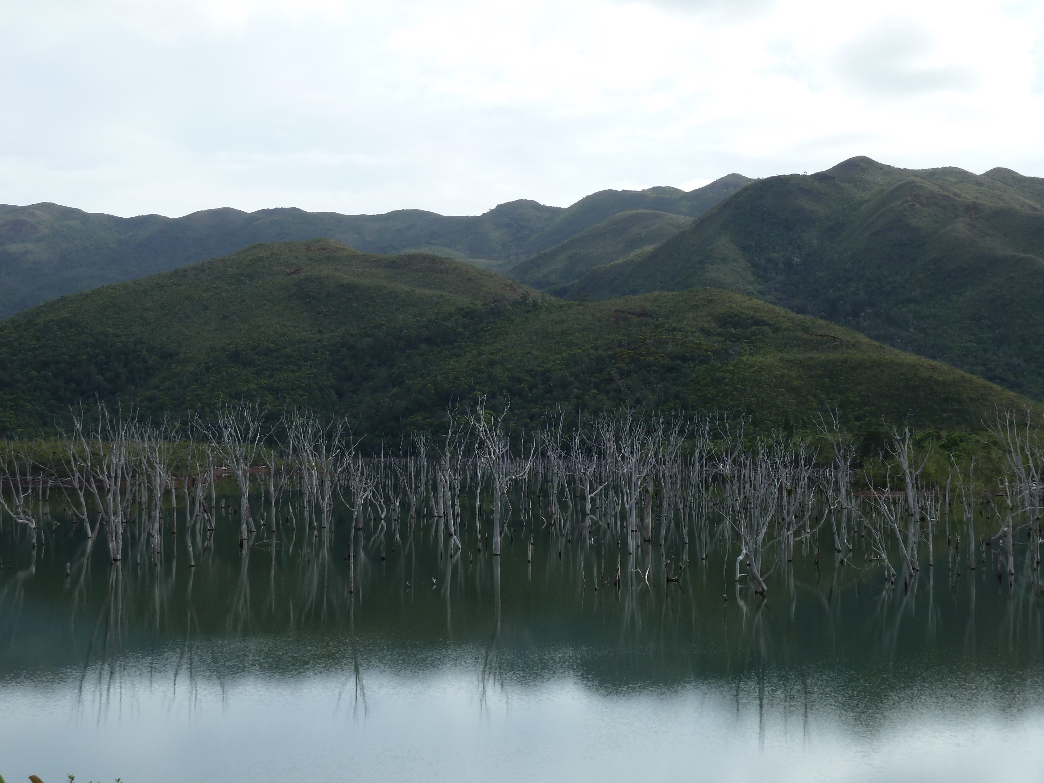 รูปถ่าย นิวแคลิโดเนีย(New Caledonia) อุทยานริเวียร์เบลอ(Parc de la Riviere Bleue) 2010-05 54