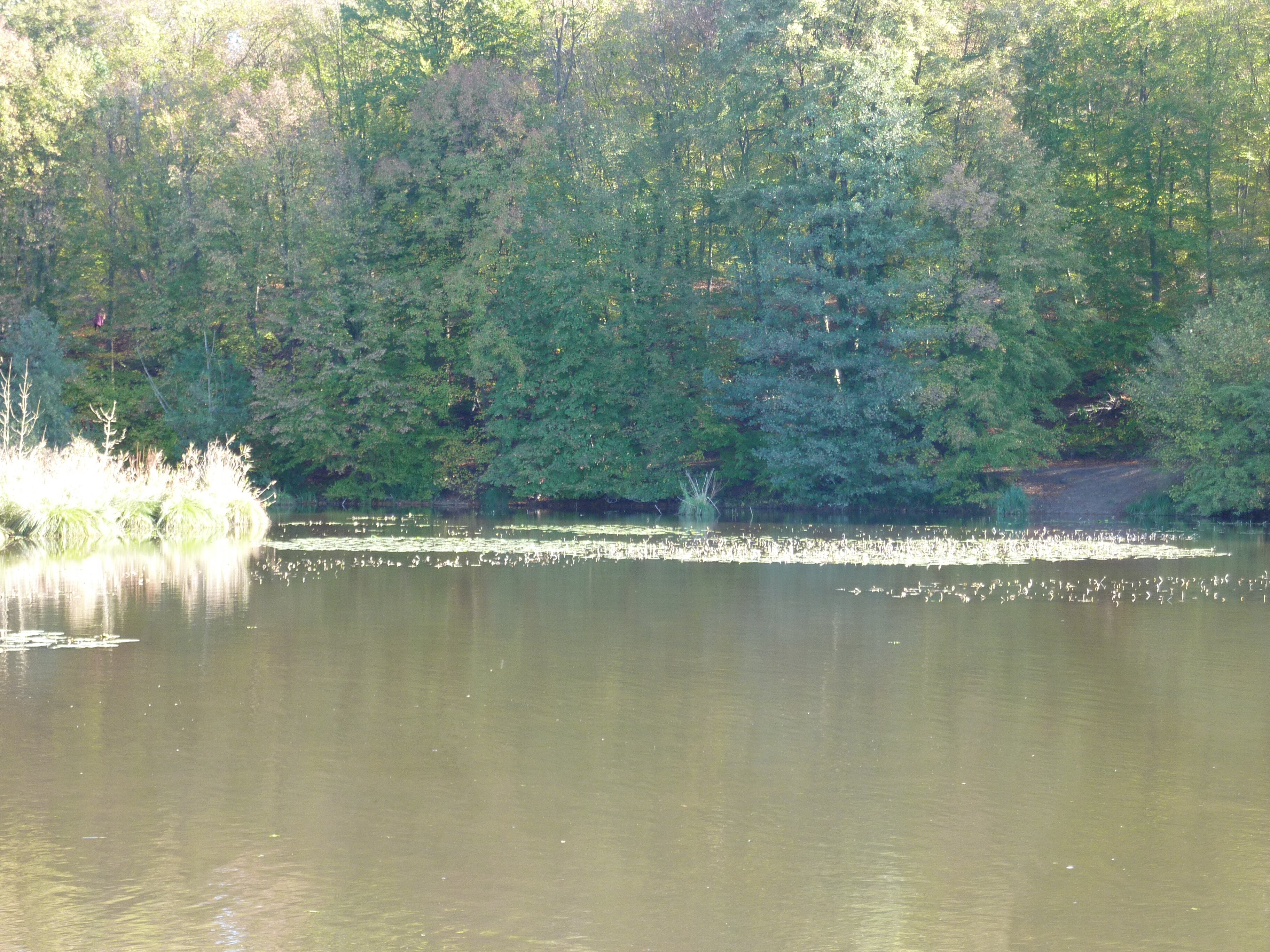 รูปถ่าย ฝรั่งเศส(France) ช็องตีญี(Chantilly) 2009-10 47