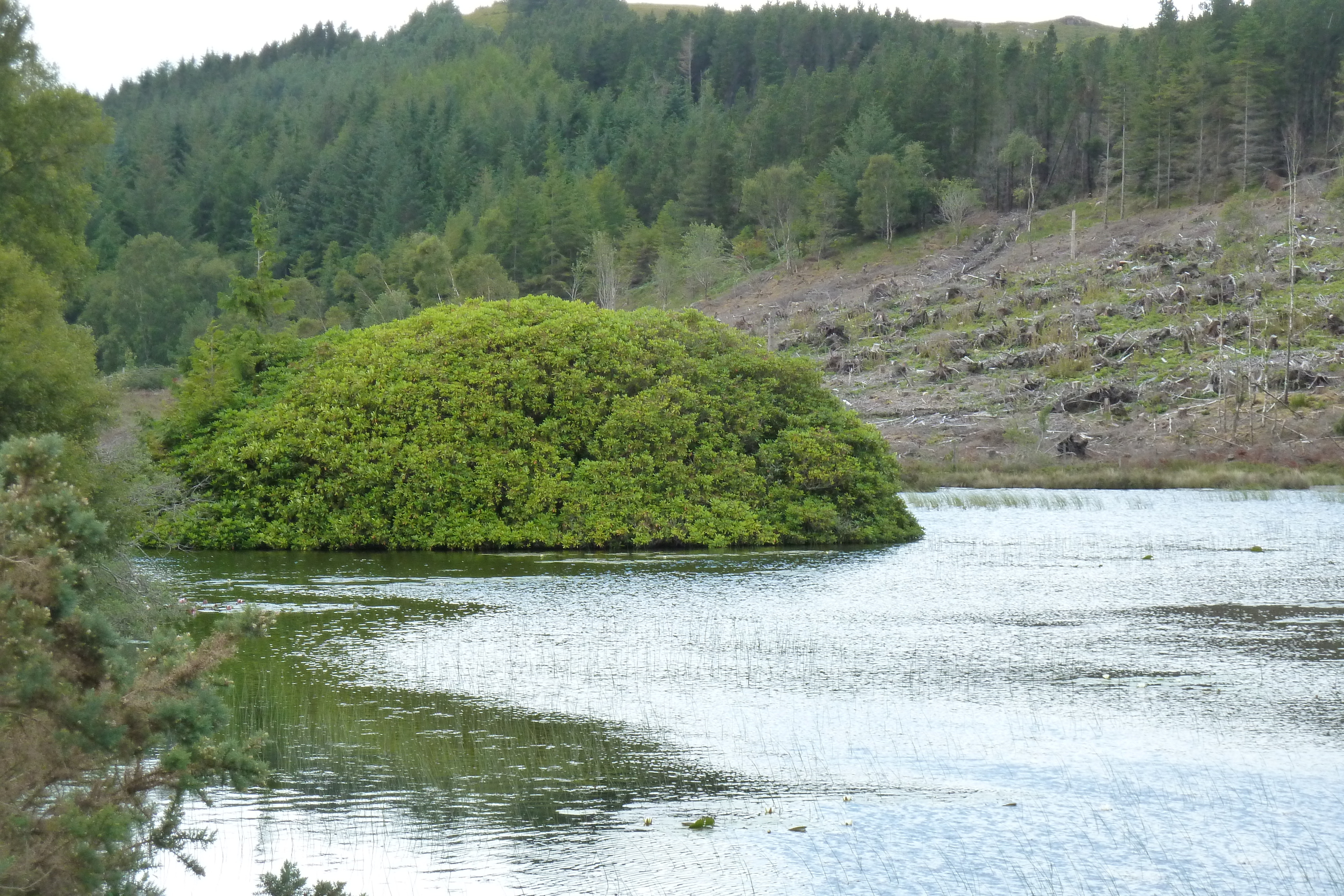 รูปถ่าย อังกฤษ(United Kingdom) สกอตแลนด์(Scotland) แกร์ลอค(Gairloch) 2011-07 114