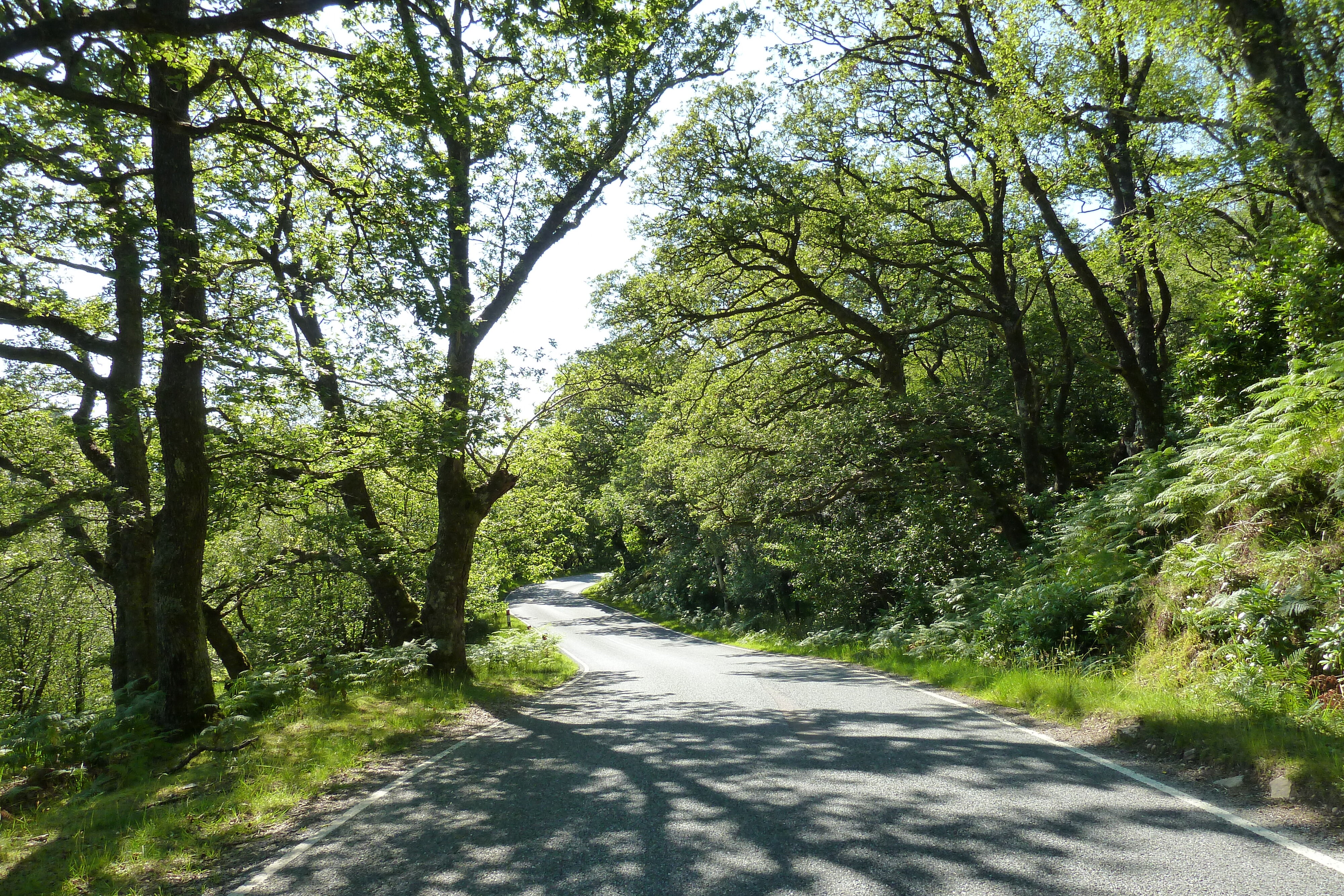 รูปถ่าย อังกฤษ(United Kingdom) สกอตแลนด์(Scotland) เซเลน(Salen) 2011-07 64