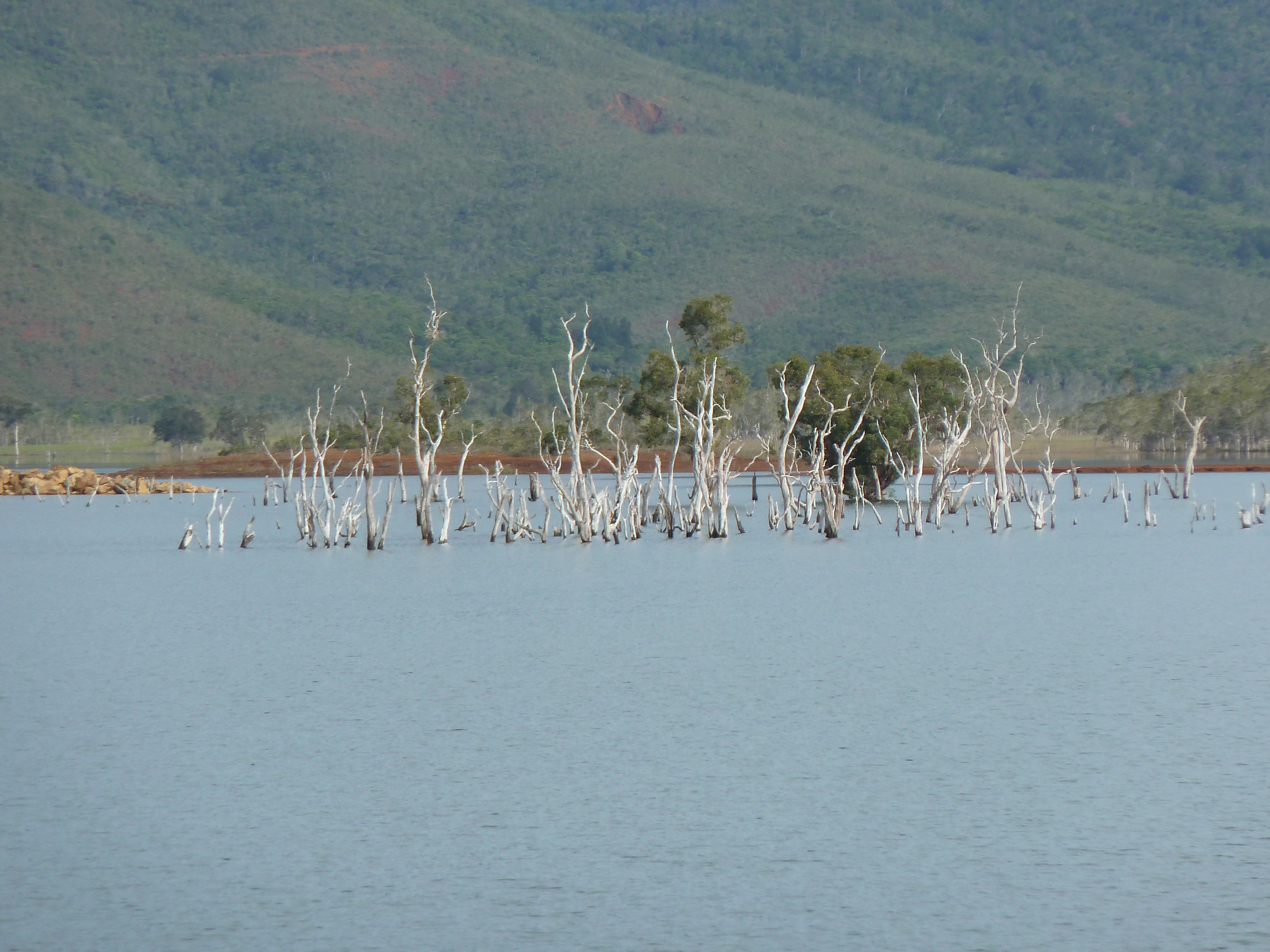 รูปถ่าย นิวแคลิโดเนีย(New Caledonia) อุทยานริเวียร์เบลอ(Parc de la Riviere Bleue) 2010-05 43