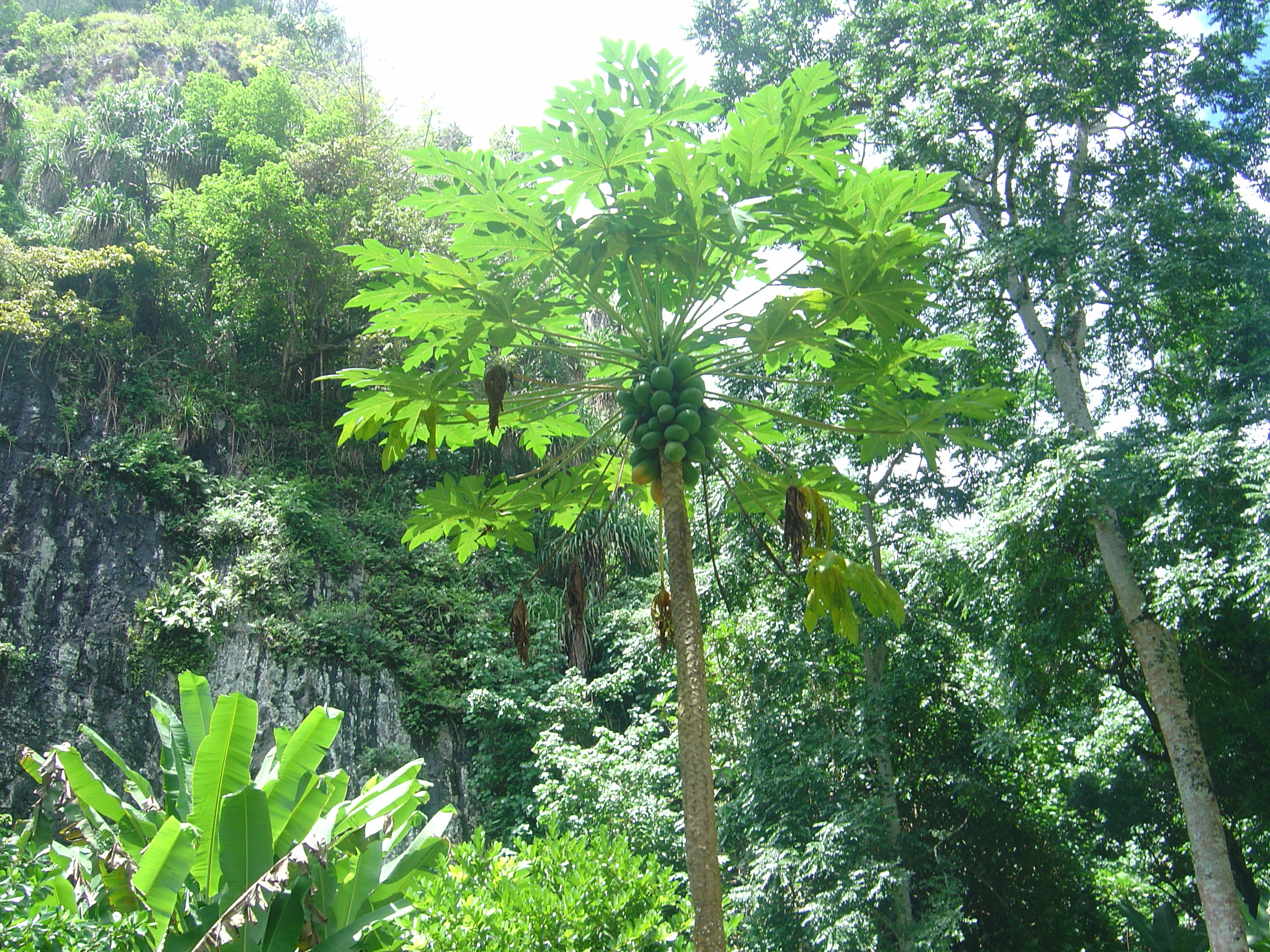 รูปถ่าย เฟรนช์โพลี่นีเซีย(Polynesia) หมู่เกาะมาร์เคซัส(Marquises) 2006-04 153