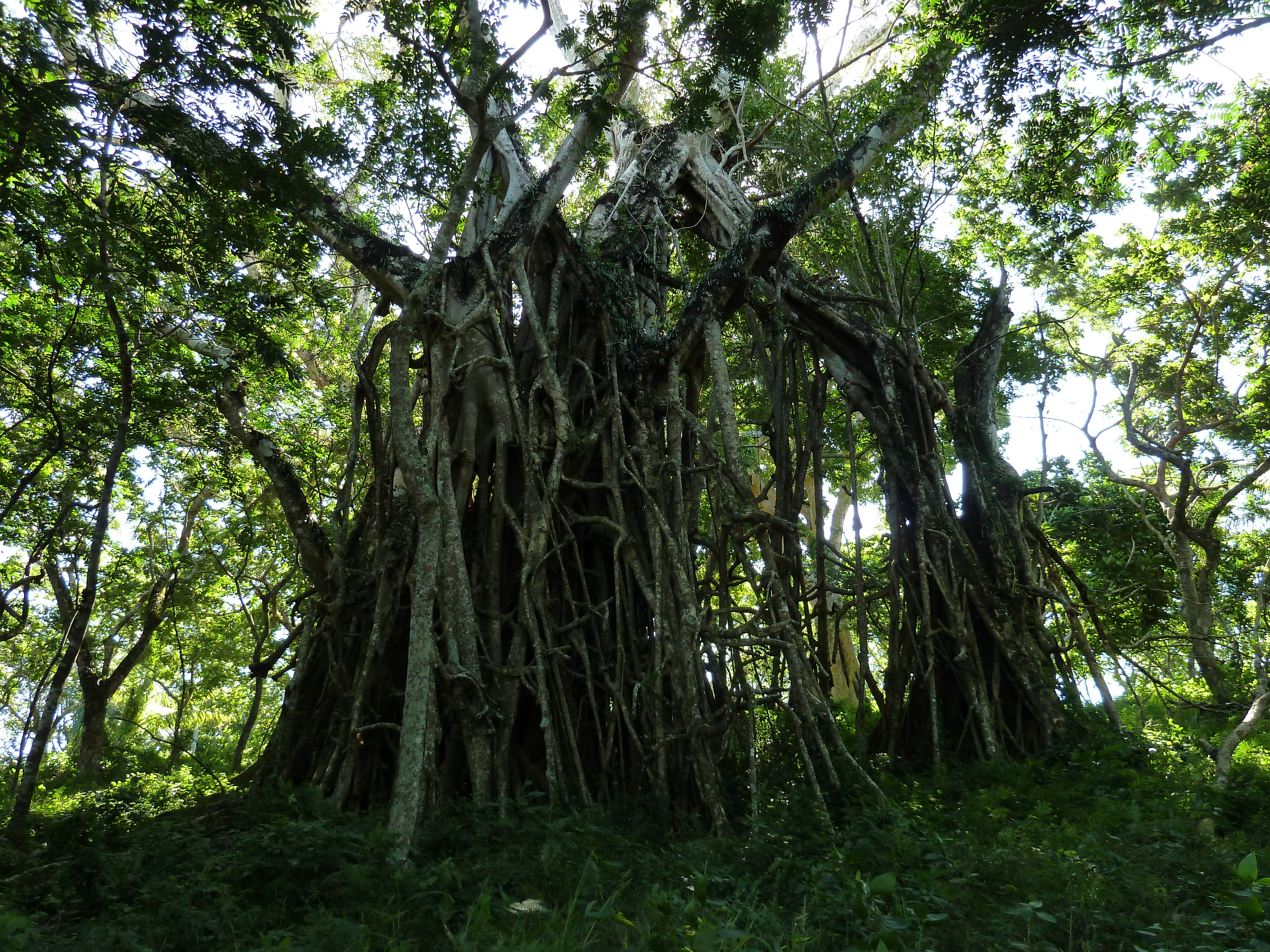 รูปถ่าย ฟิจิ(Fiji) 2010-05 39
