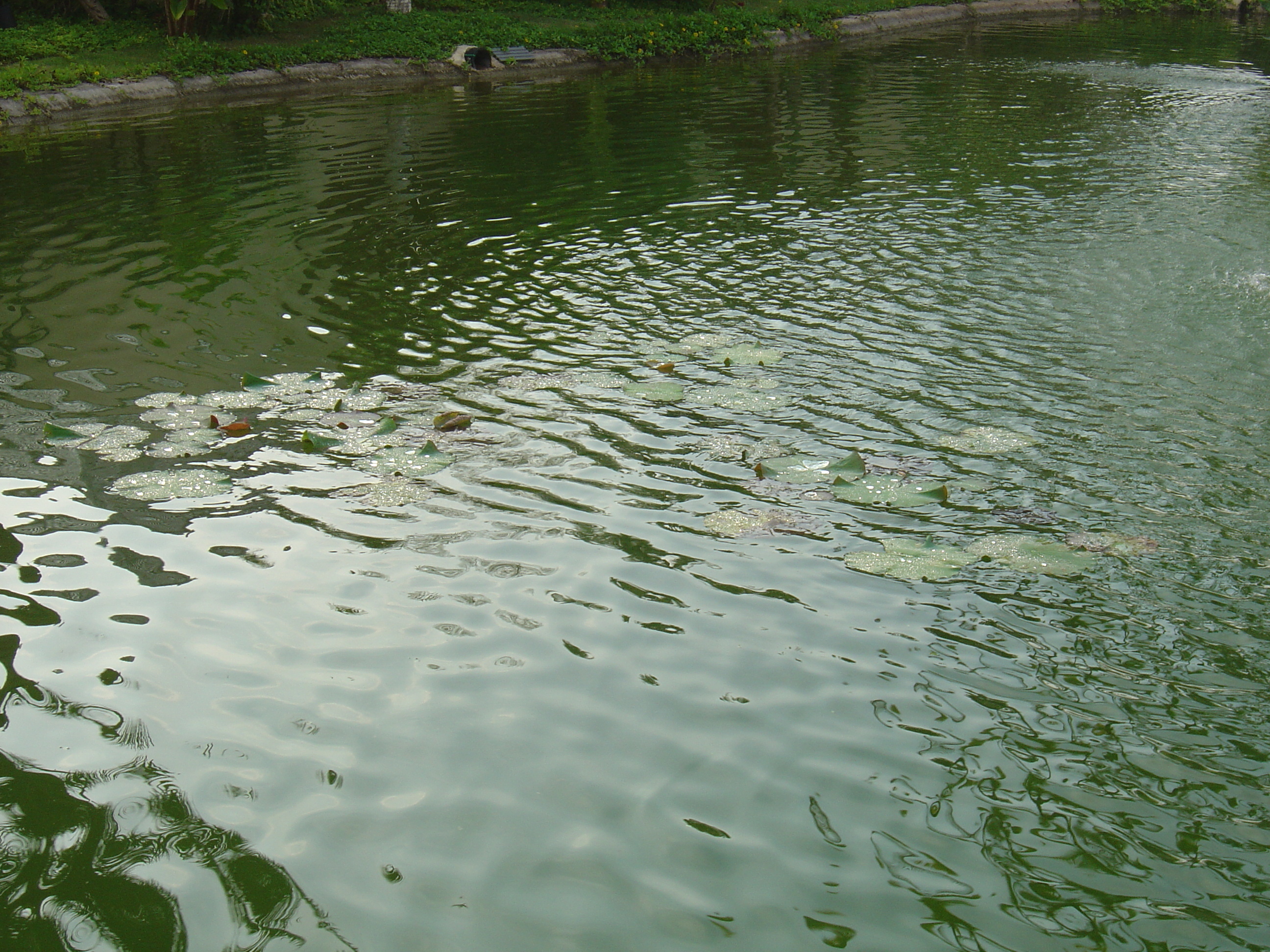 รูปถ่าย ไทย(Thailand) เขาหลัก(Khao Lak) โรงแรมเลอเมอริเดียน เขาหลัก(Meridien Khao Lak Hotel) 2005-12 295
