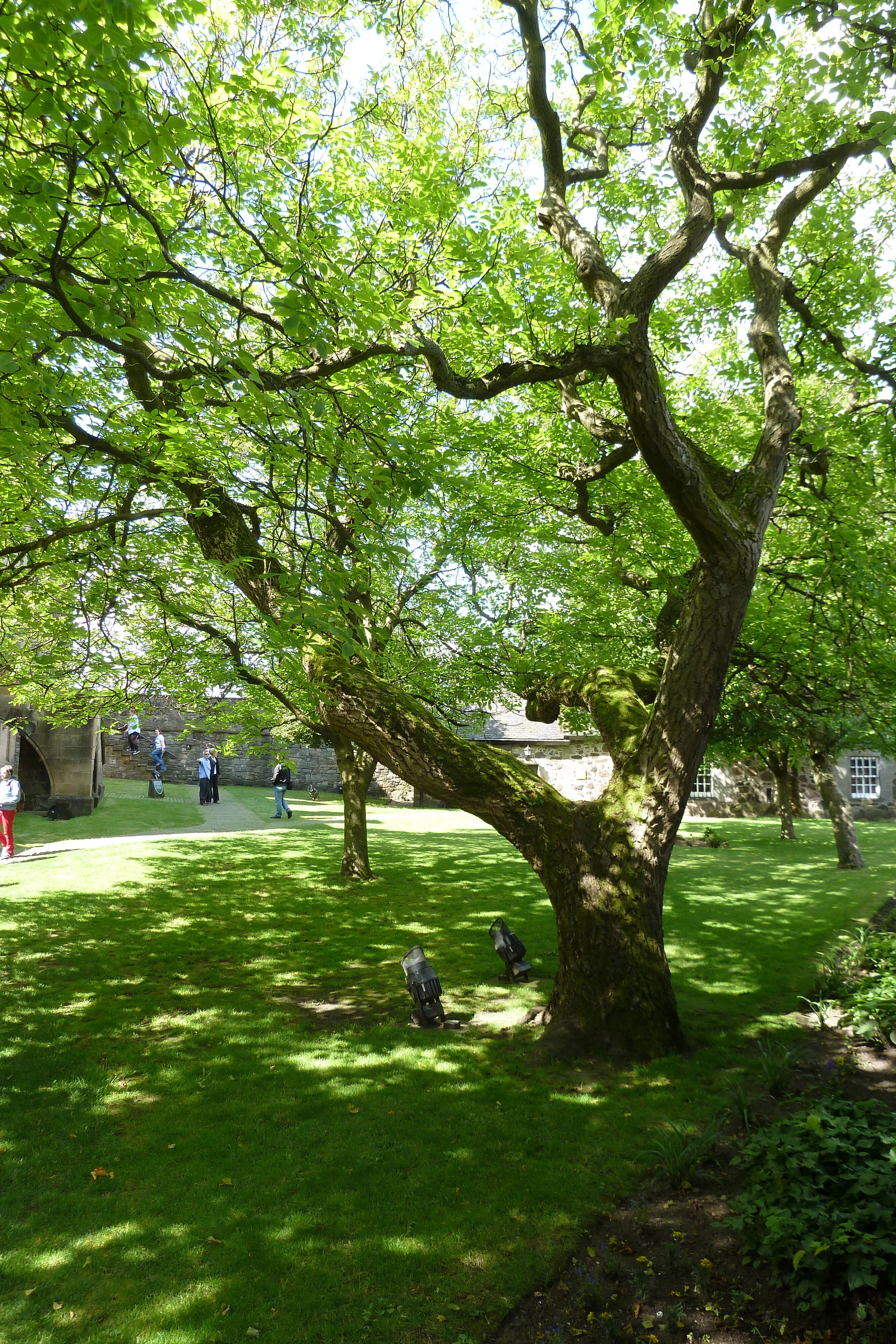 รูปถ่าย อังกฤษ(United Kingdom) สกอตแลนด์(Scotland) สเตอร์ลิง(Stirling) 2011-07 158