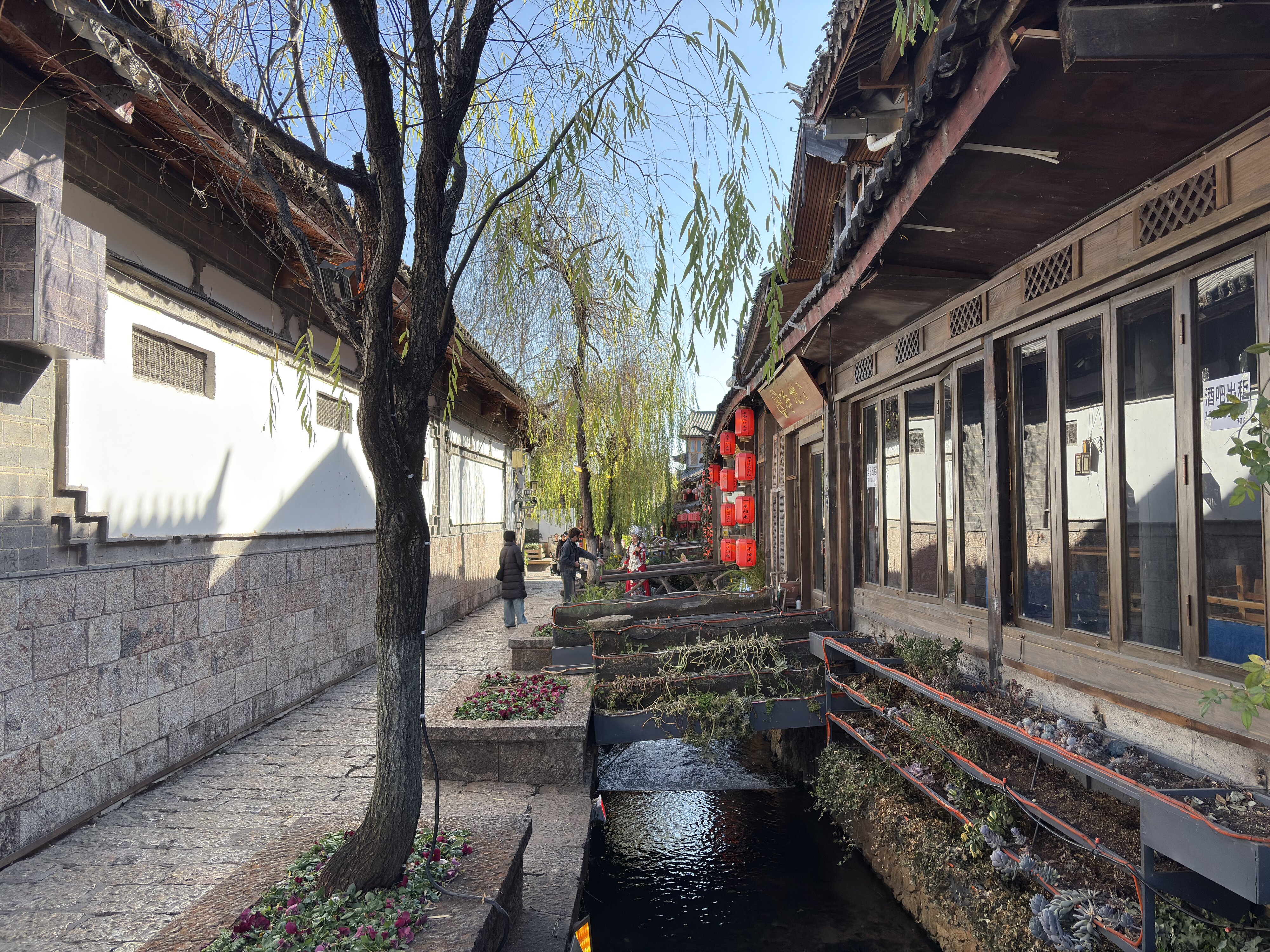 รูปถ่าย จีน(China) ลี่เจียง(Lijiang) 2026-01 778