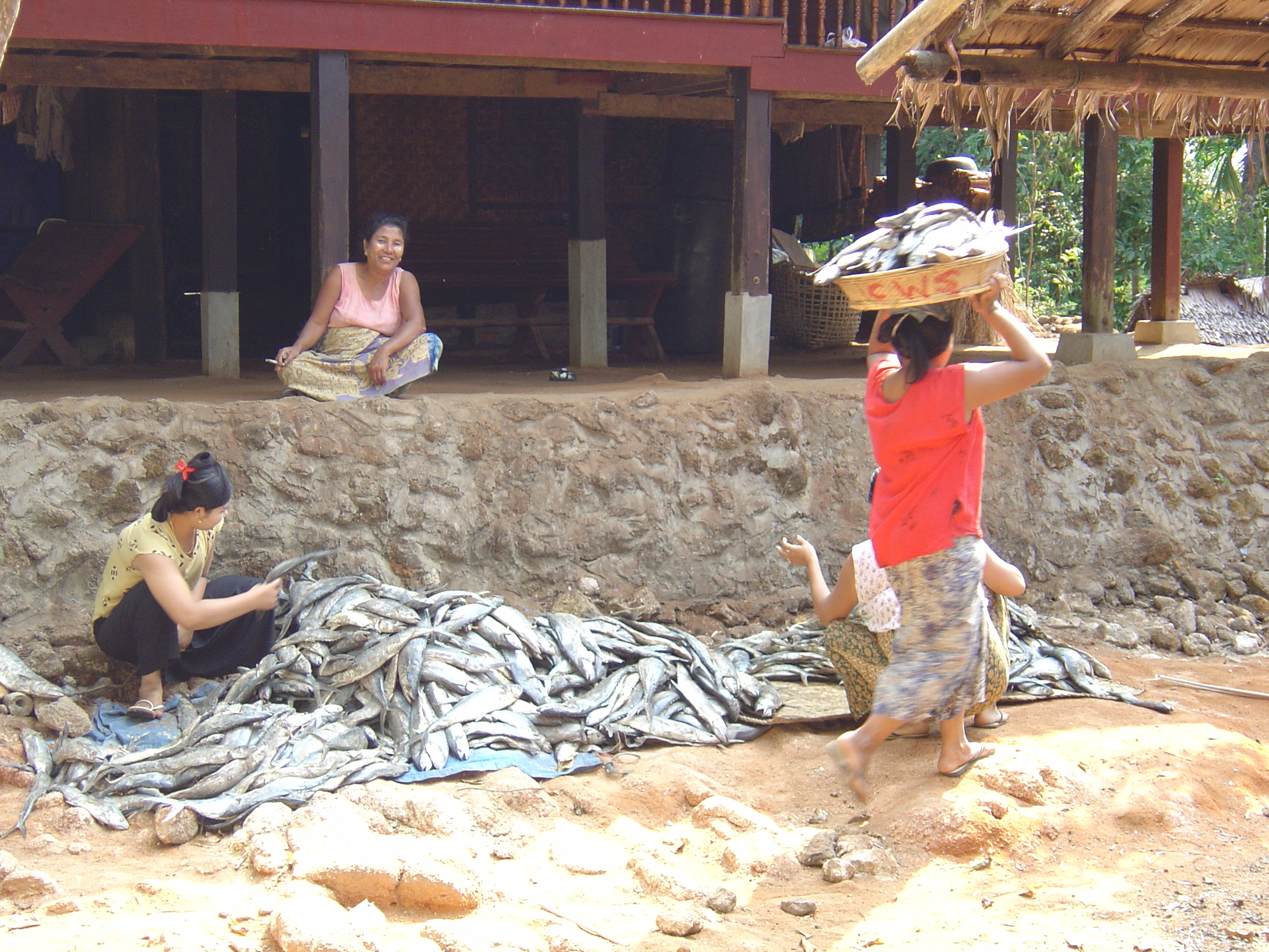 รูปถ่าย พม่า(Myanmar) หาดหม่องมะกันด้านเหนือ(Maungmagan North) 2005-01 39
