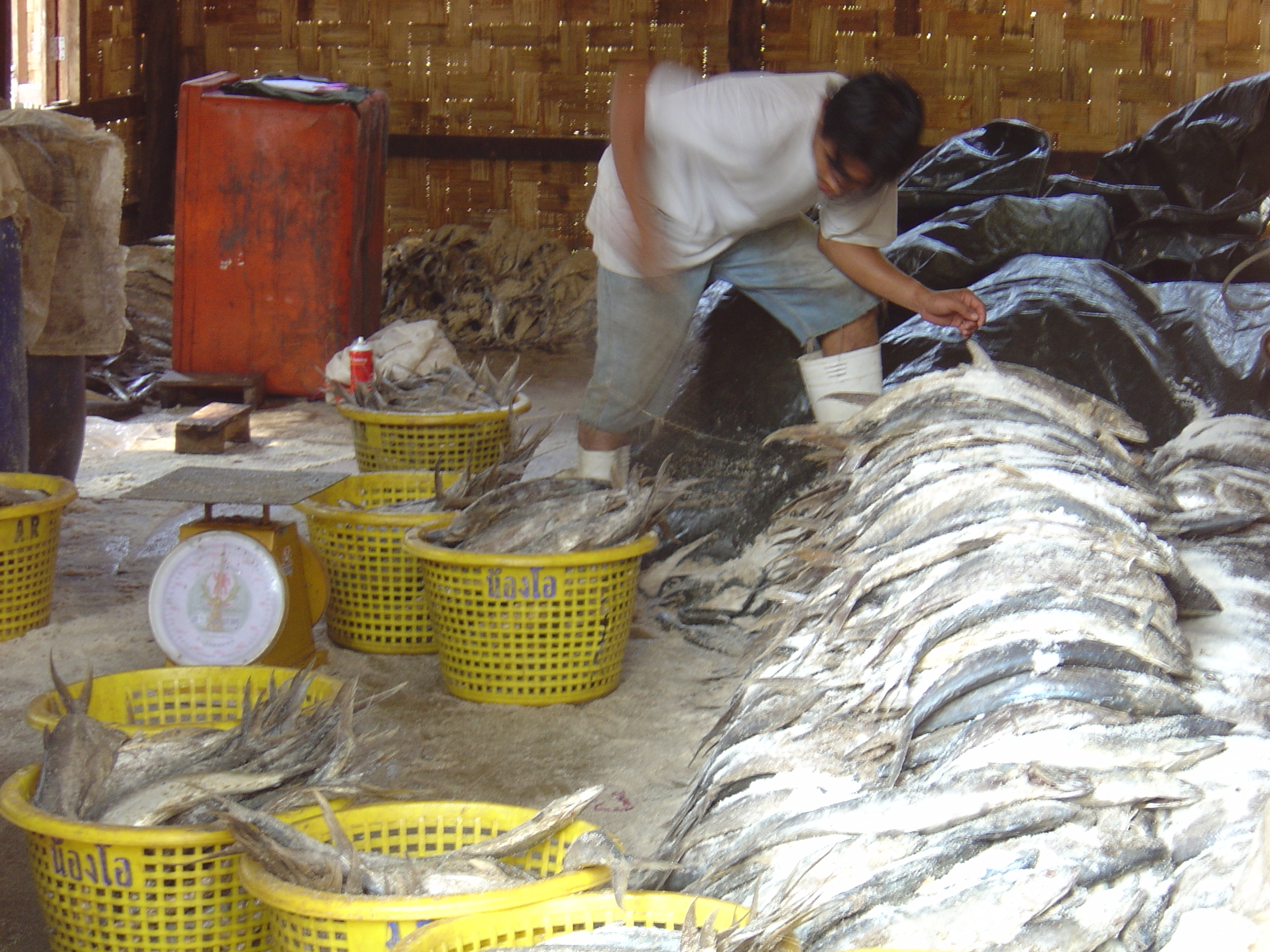 รูปถ่าย พม่า(Myanmar) หาดหม่องมะกันด้านเหนือ(Maungmagan North) 2005-01 54