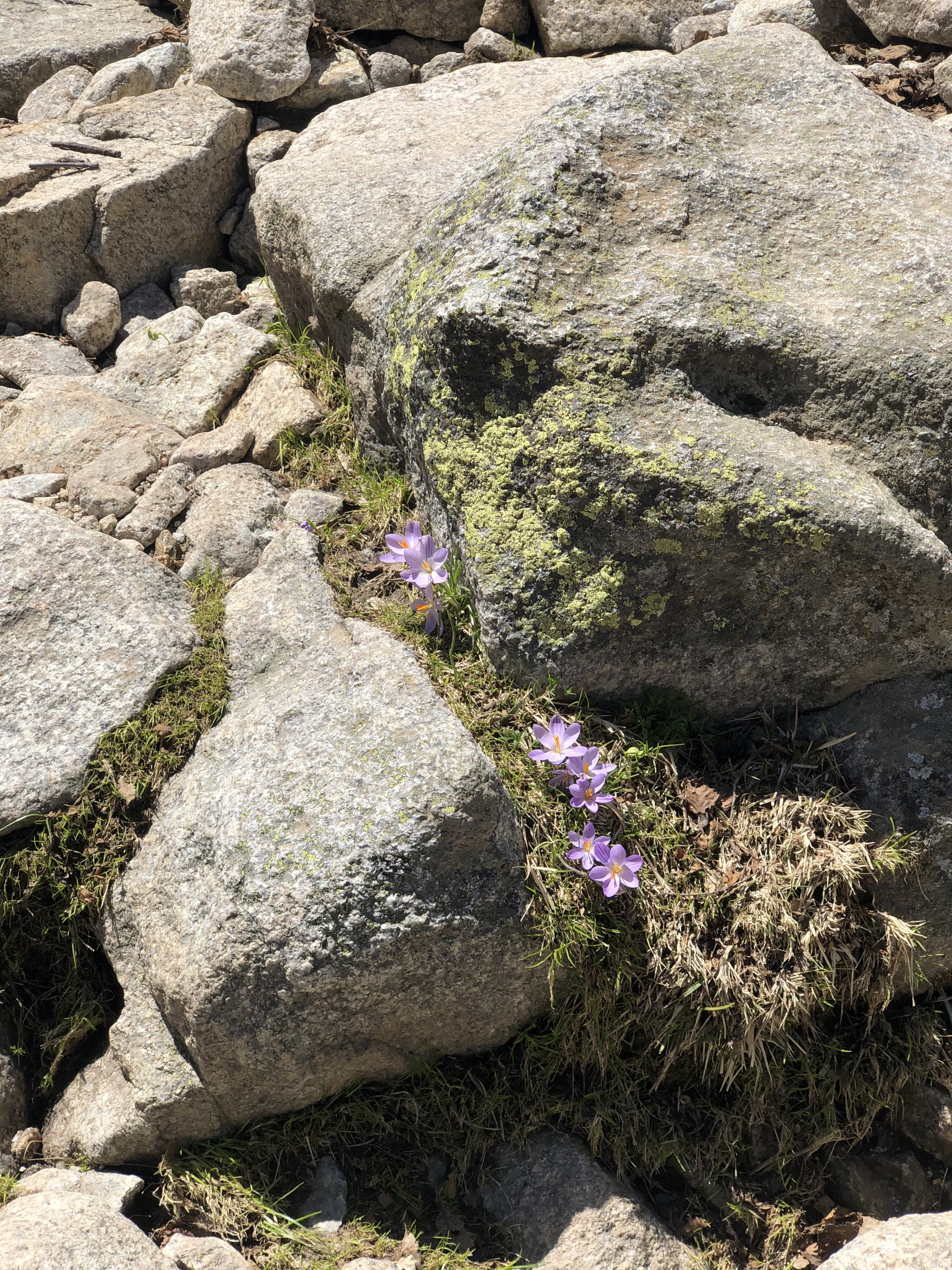 รูปถ่าย ฝรั่งเศส(France) คอร์สิคา(Corsica) ทะเลสาบเมโลและกาปีเตลโล(Lac de Melo et Capitello) 2021-06 271