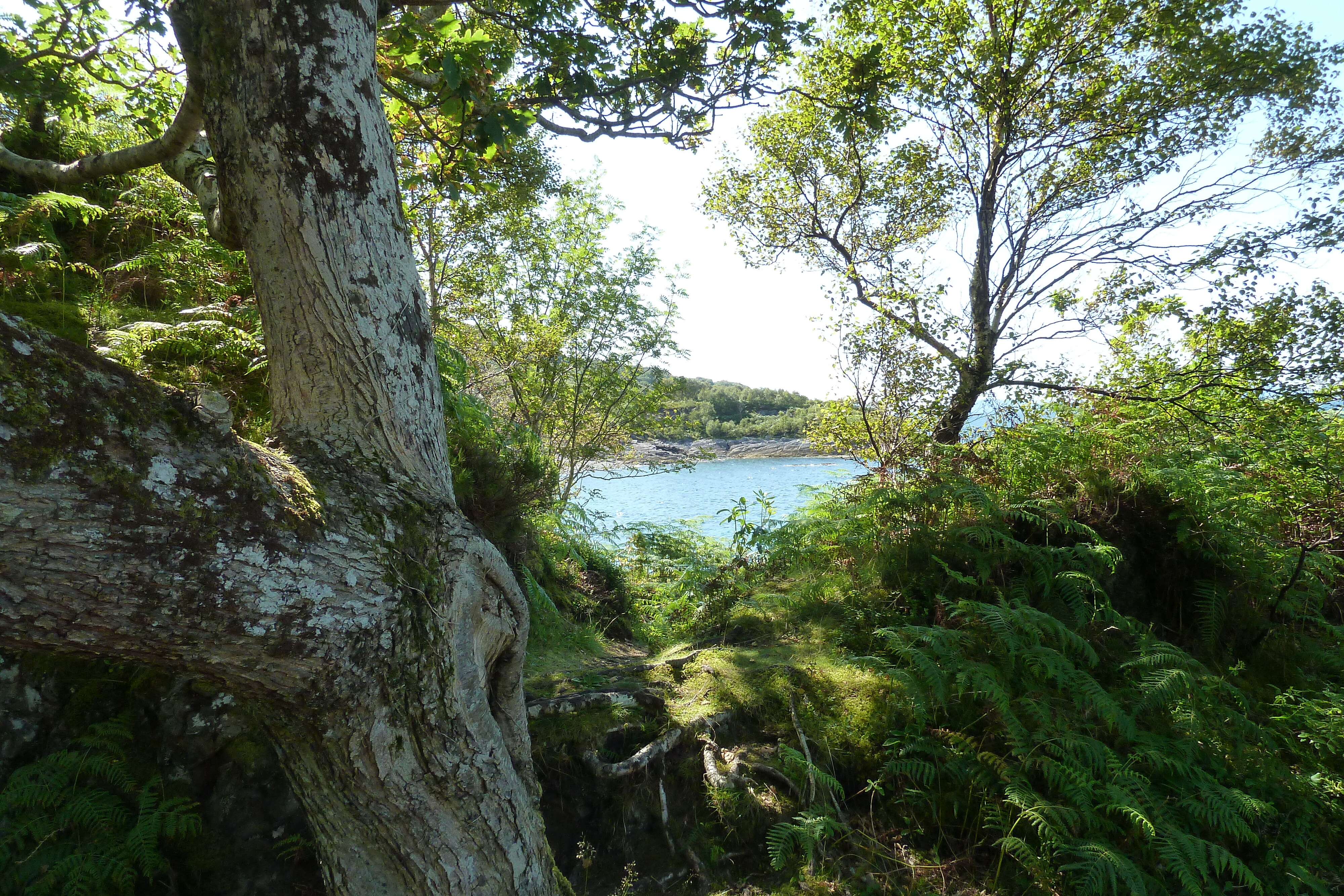 รูปถ่าย อังกฤษ(United Kingdom) สกอตแลนด์(Scotland) เซเลน(Salen) 2011-07 4