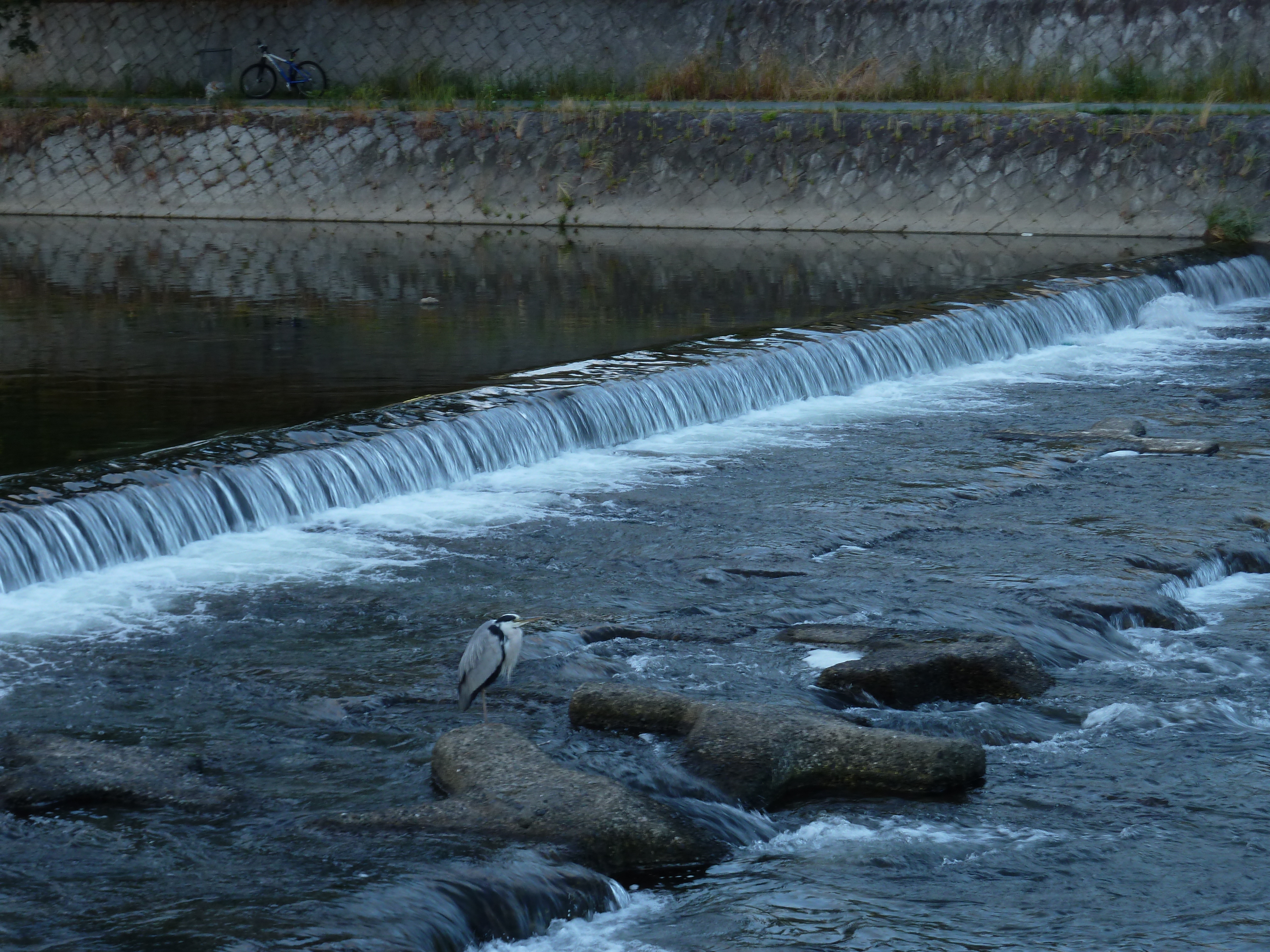 รูปถ่าย ญี่ปุ่น(Japan) เกียวโต(Kyoto) แม่น้ำคาโมะ(Kamo River) 2010-06 41