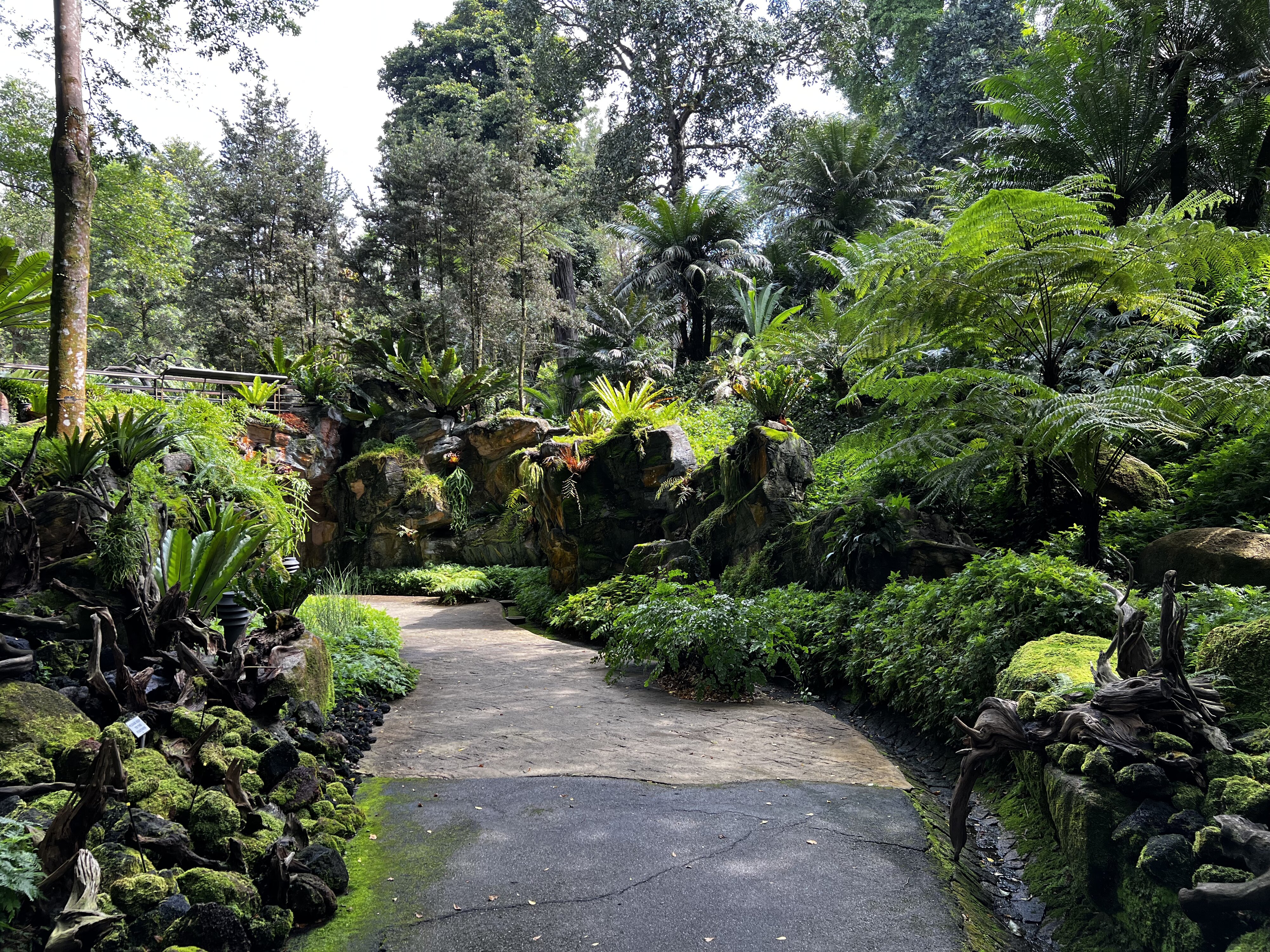 รูปถ่าย สิงคโปร์(Singapore) สวนพฤกษศาสตร์สิงคโปร์(Singapore Botanic Gardens) 2023-01 37