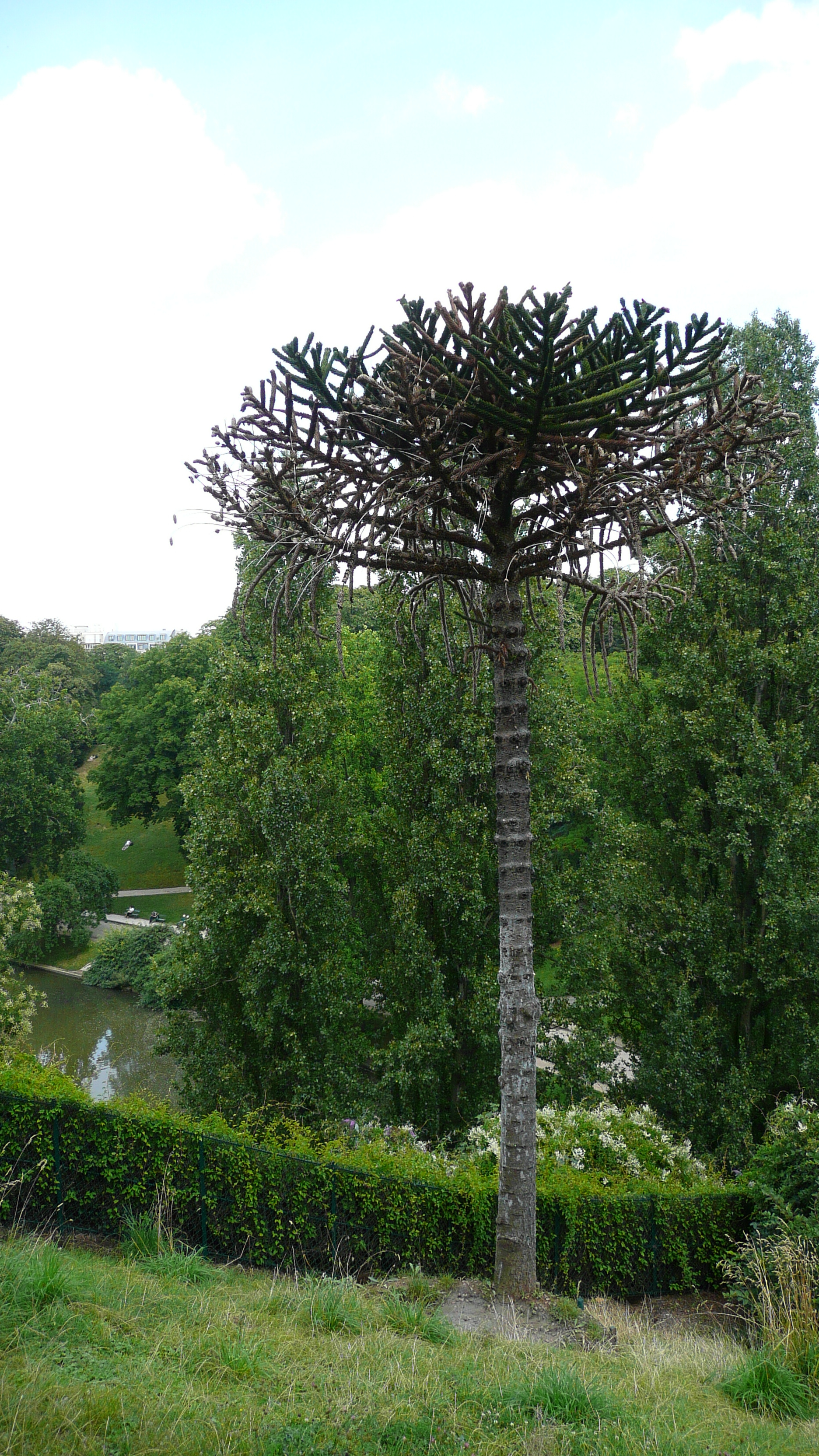 รูปถ่าย ฝรั่งเศส(France) ปารีส(Paris) สวนบุต-โชมง(Parc des Buttes Chaumont) 2007-08 78