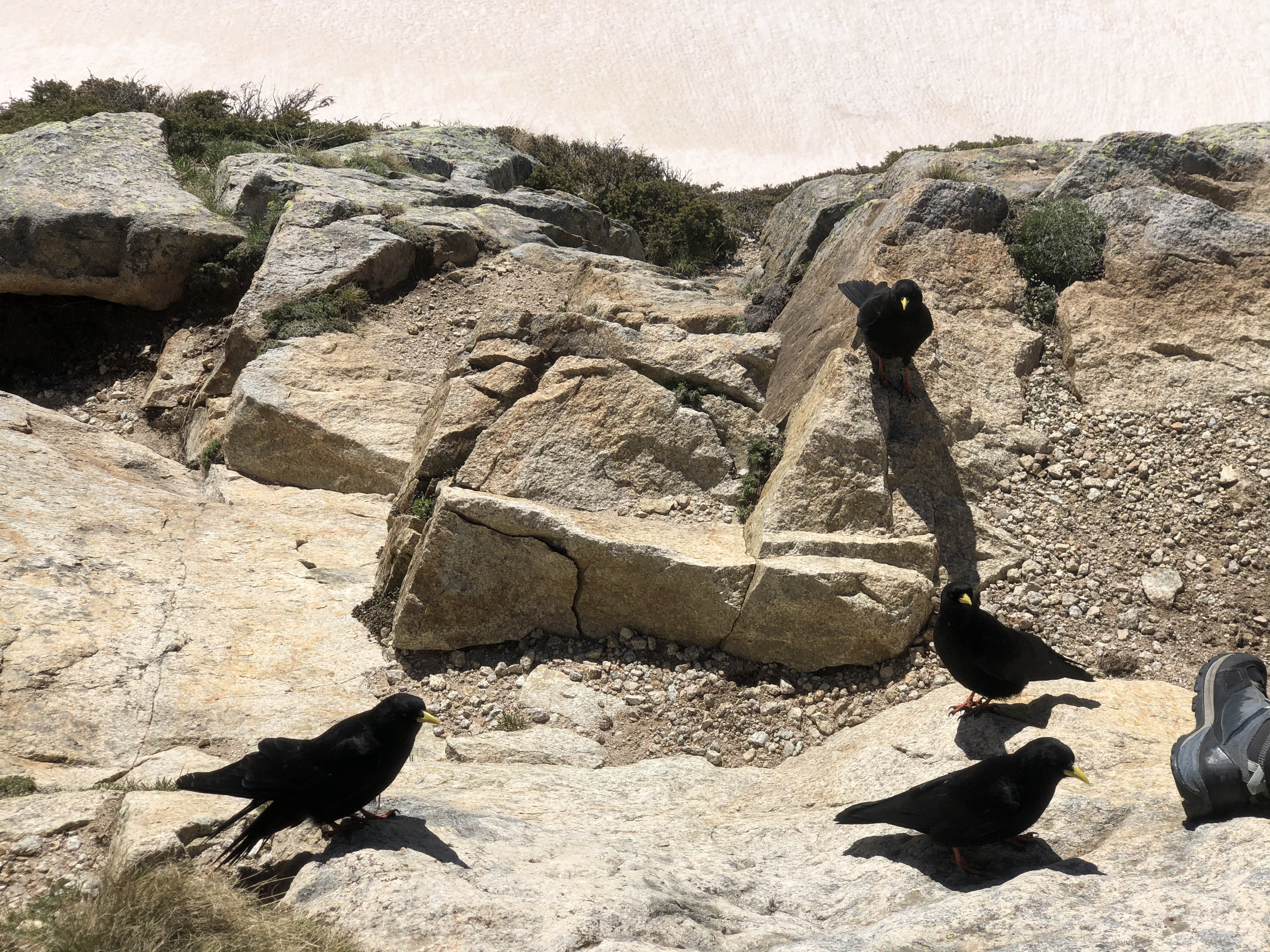 รูปถ่าย ฝรั่งเศส(France) คอร์สิคา(Corsica) ทะเลสาบเมโลและกาปีเตลโล(Lac de Melo et Capitello) 2021-06 249